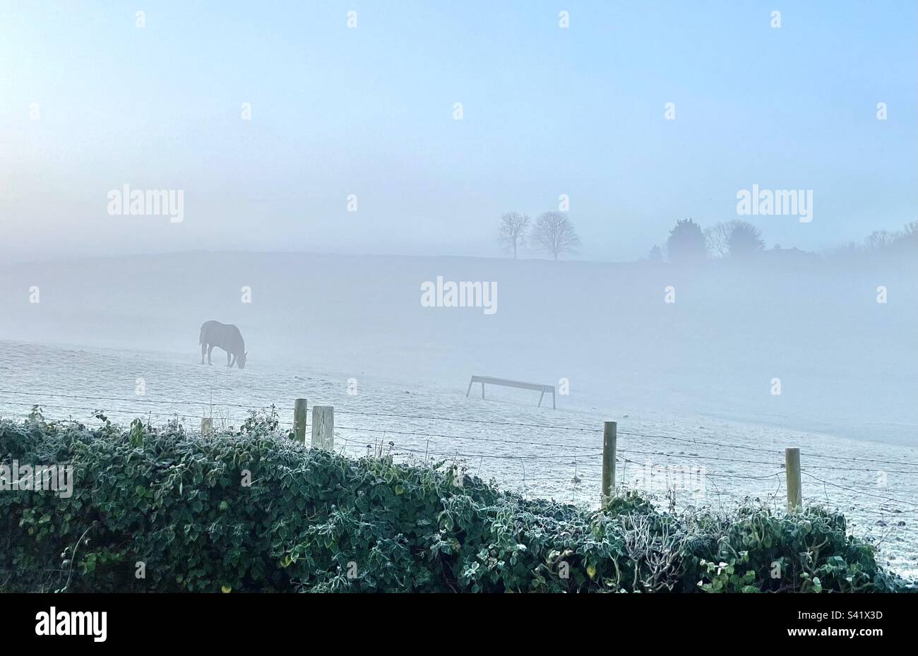 Horse in a field on a cold frosty and Misty morning Stock Photo