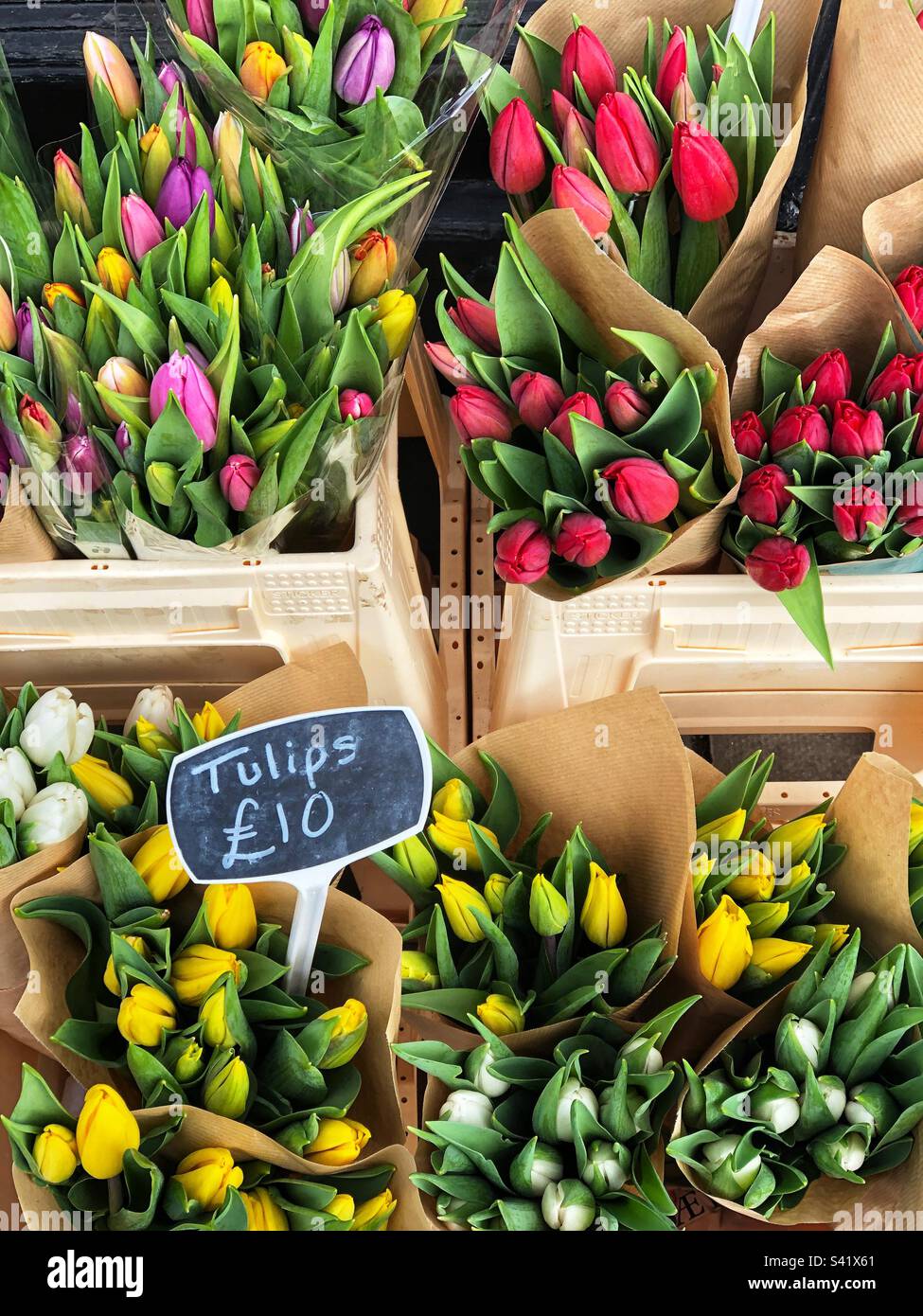 Selection of Colourful Cut bud Tulips varieties priced up for sale at Florist - Smartphone Captured Stock Image