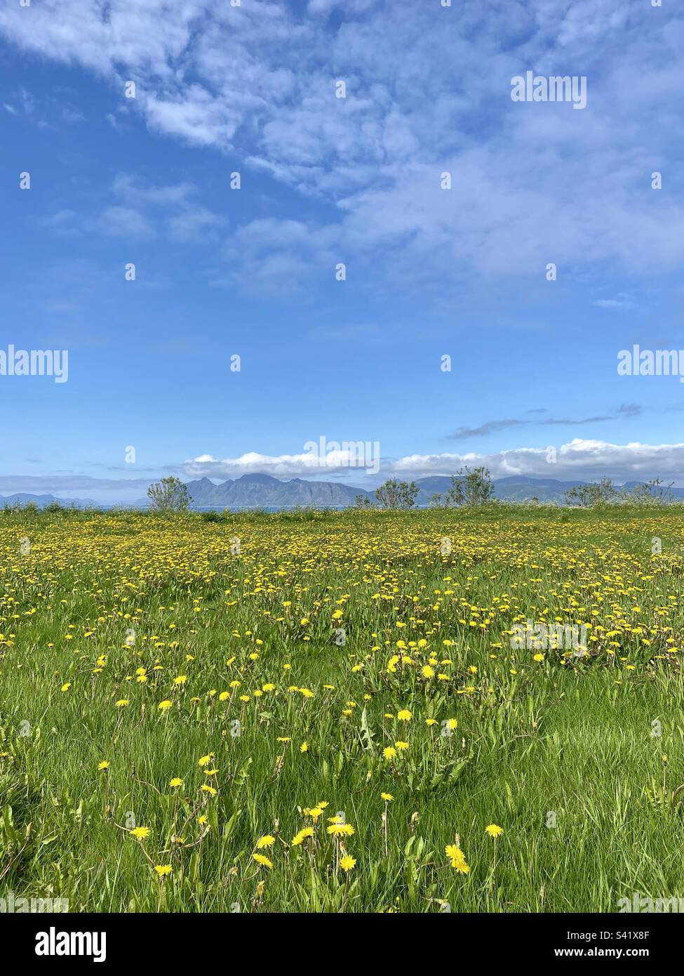 Green meadow in the beginning of summer on a sunny day in Lofoten islands, Norway. Mountains are visible further away in the background. - Smartphone Captured Stock Image