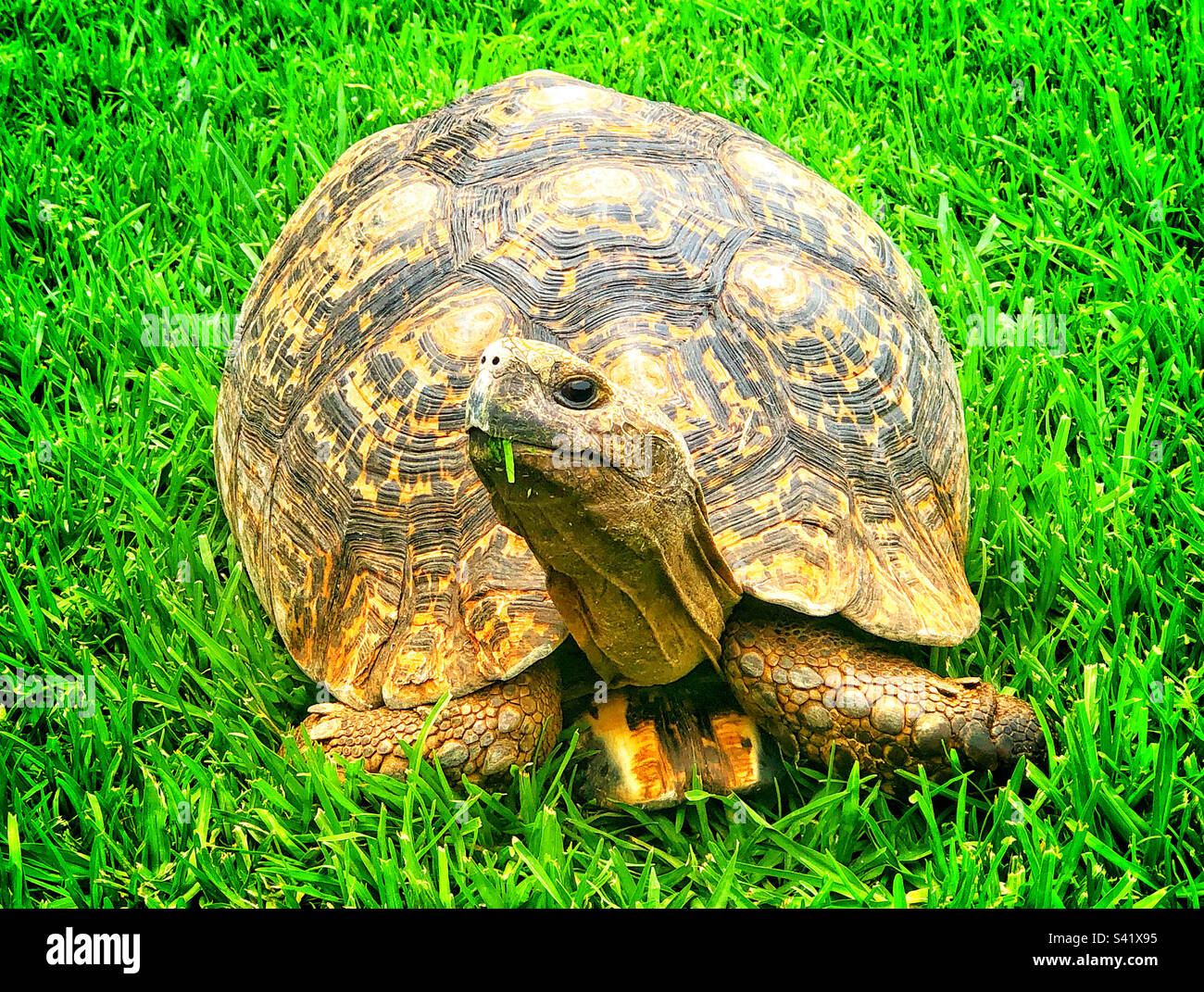 A large leopard tortoise munching on lovely green grass - Smartphone Captured Stock Image