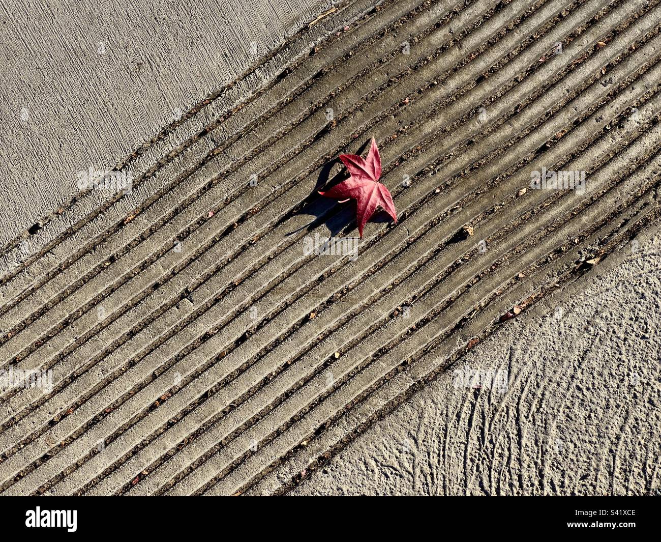 Red maple leaf on concrete side walk in Los Angeles, California - Smartphone Captured Stock Image
