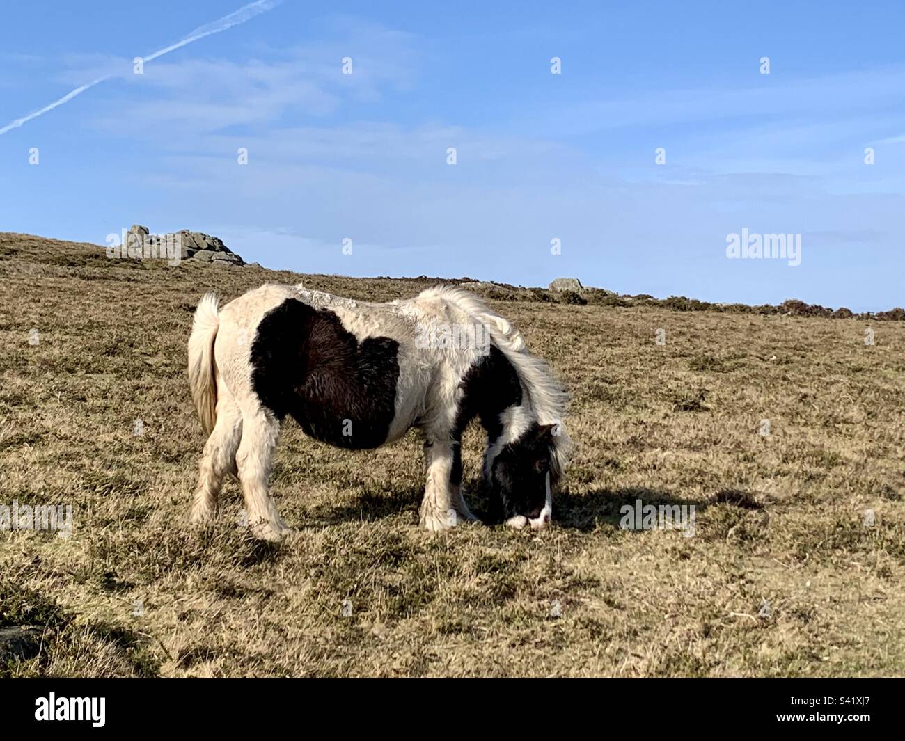 Black and white Welsh wild pony cob on the Preseli hills, Pembrokeshire, wales - Smartphone Captured Stock Image