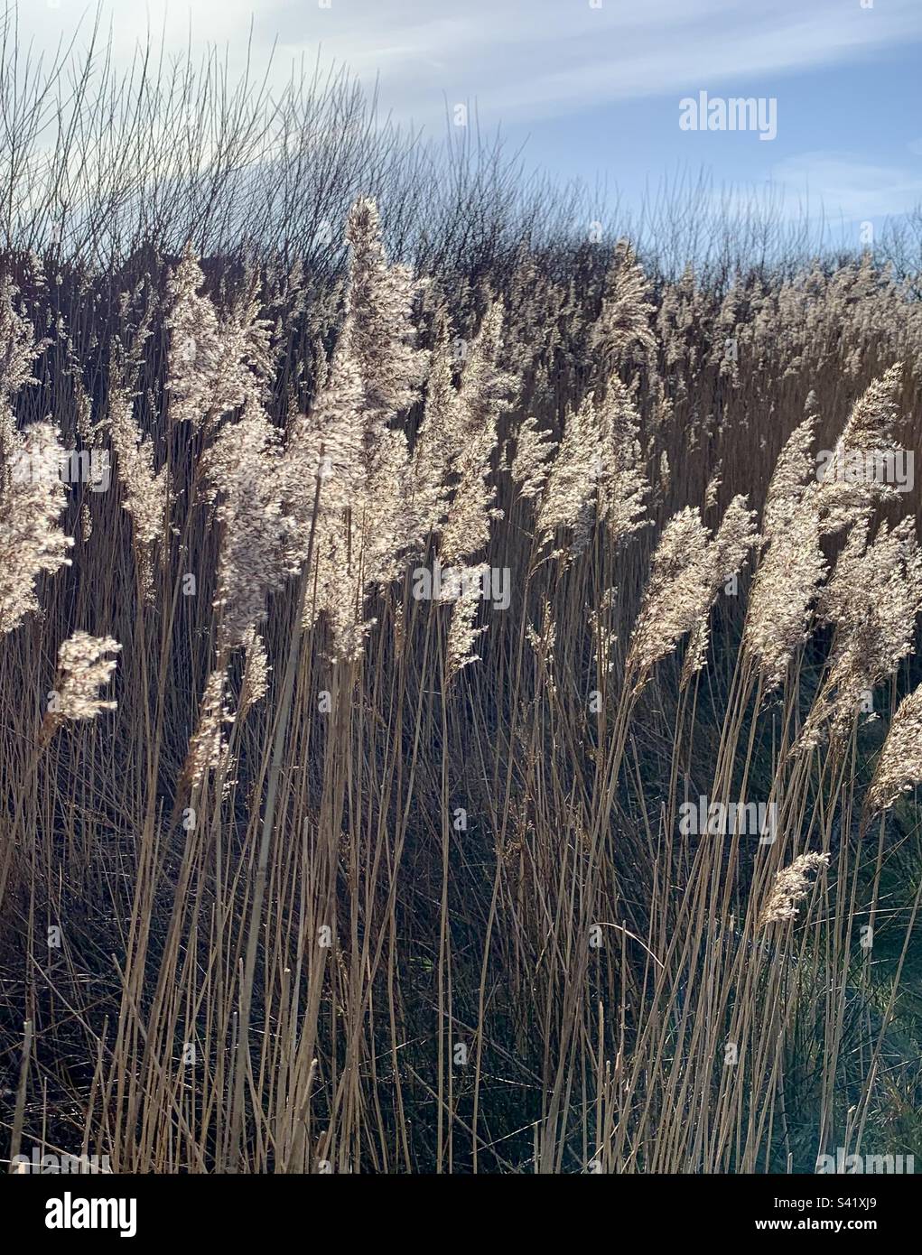 Bullrushes blowing in the breeze highlighted by the low winter sunlight - Smartphone Captured Stock Image