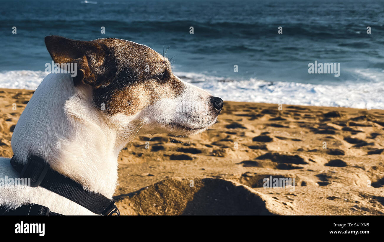Low angle side portrait of a Jack Russell Terrier dog at the beach and on a sunny windy day - Smartphone Captured Stock Image