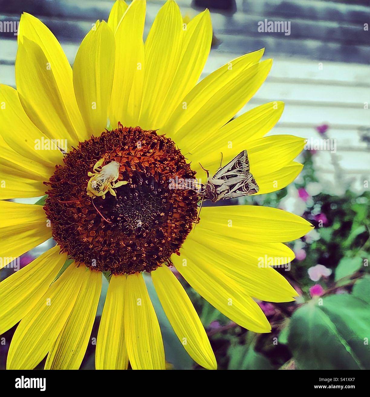Sunflower with a bee and a moth Stock Photo
