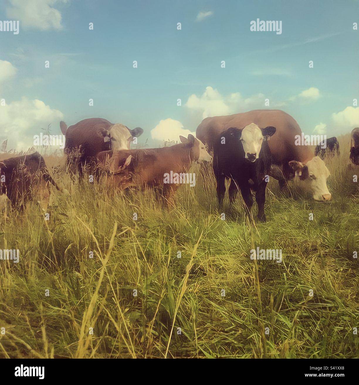 Hereford cattle grazing Stock Photo Alamy