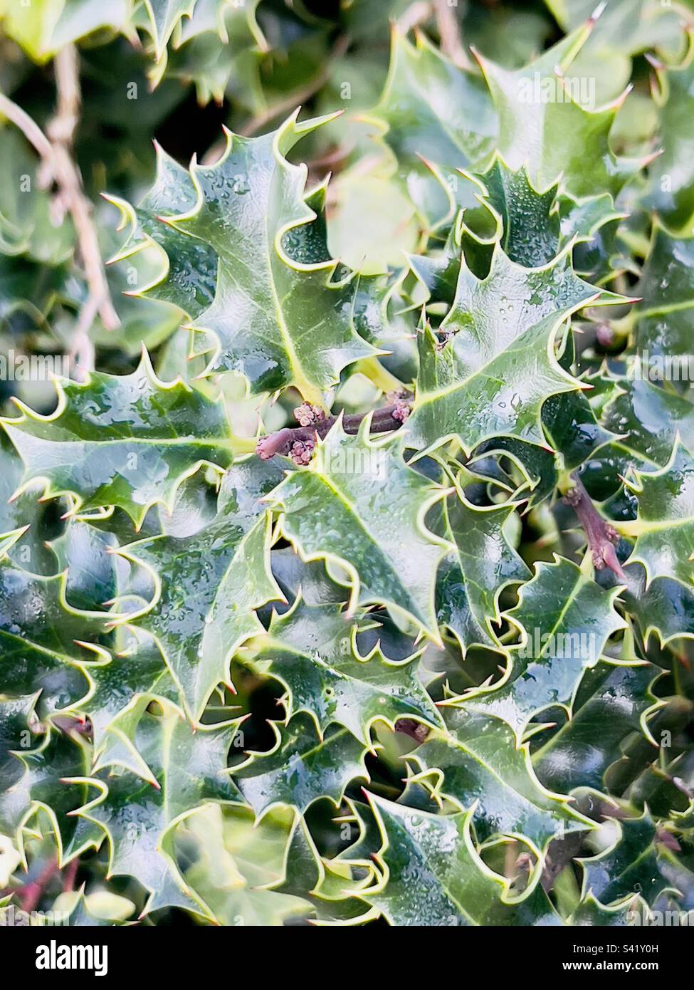 Green Ivy plant bush Stock Photo