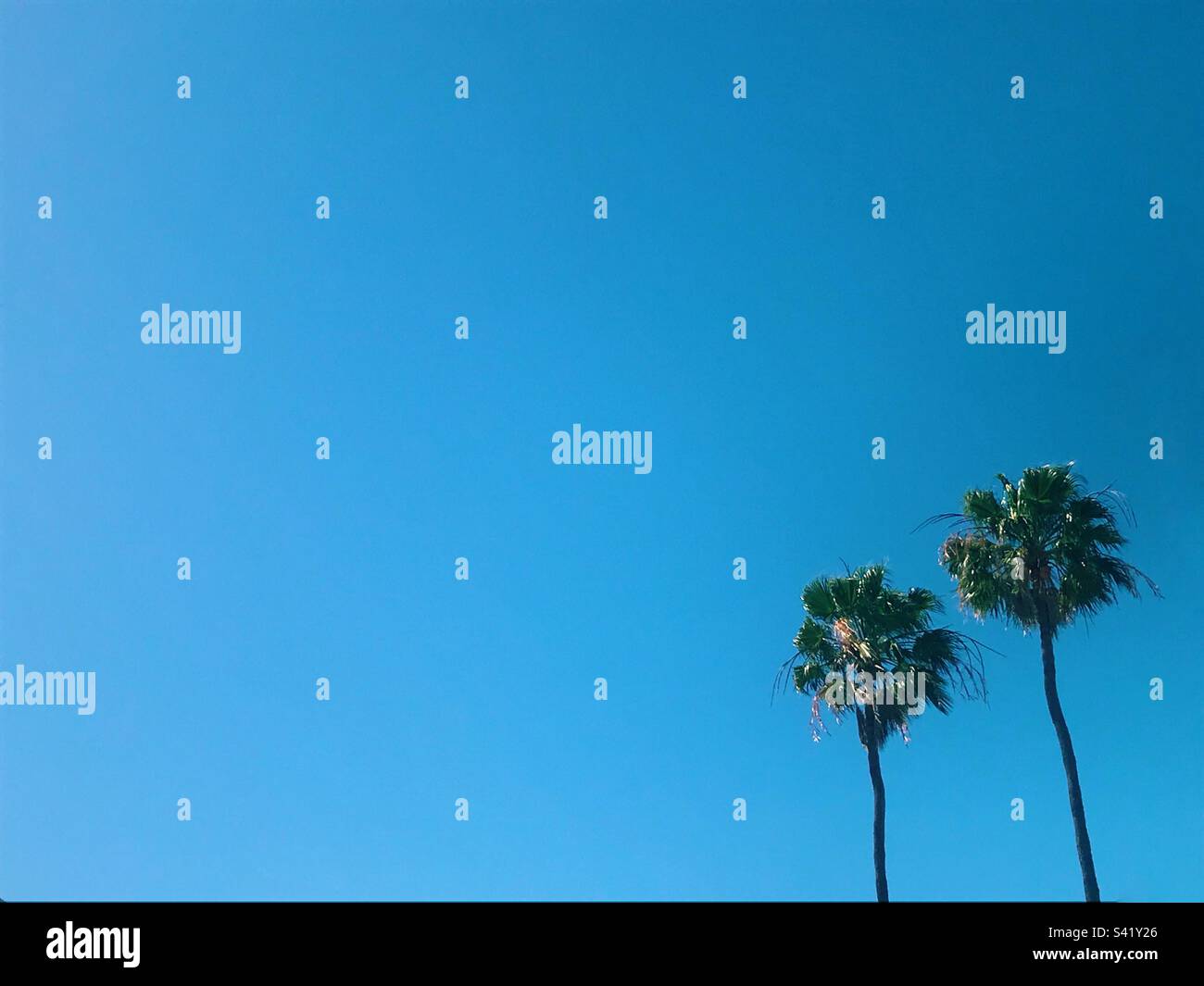 Palm trees against a clear blue sky with negative space - Smartphone Captured Stock Image