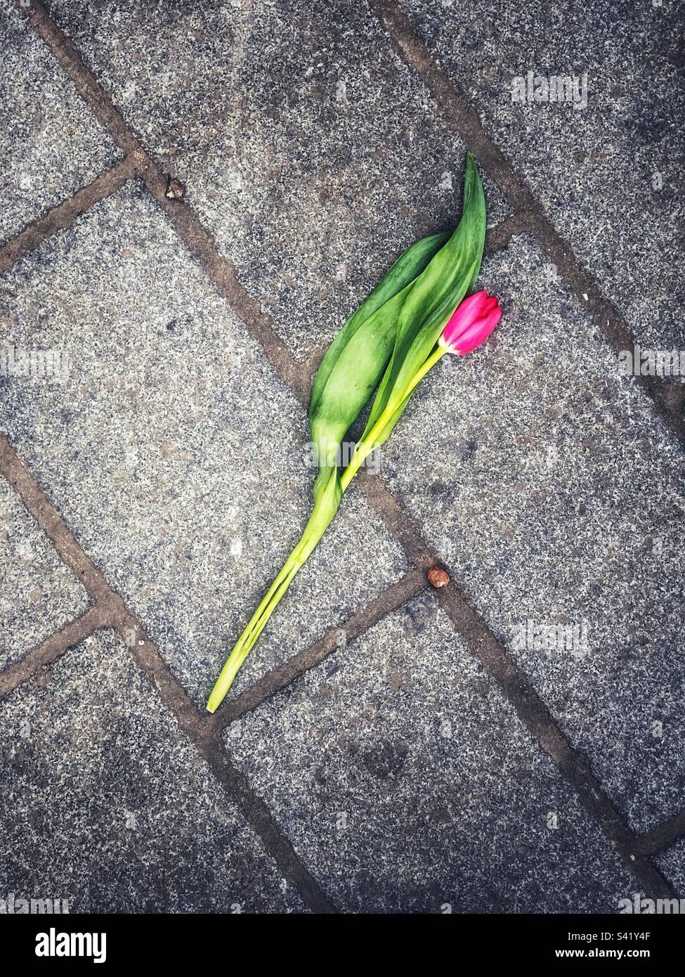Discarded tulip on pavement - Smartphone Captured Stock Image