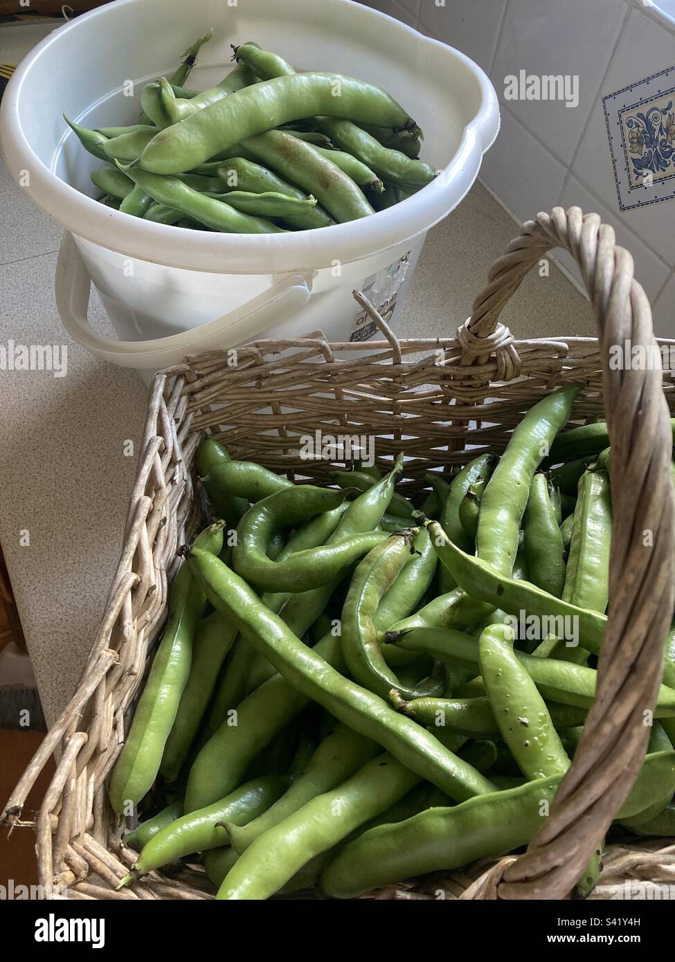 Broad bean harvest hi-res stock photography and images - Alamy