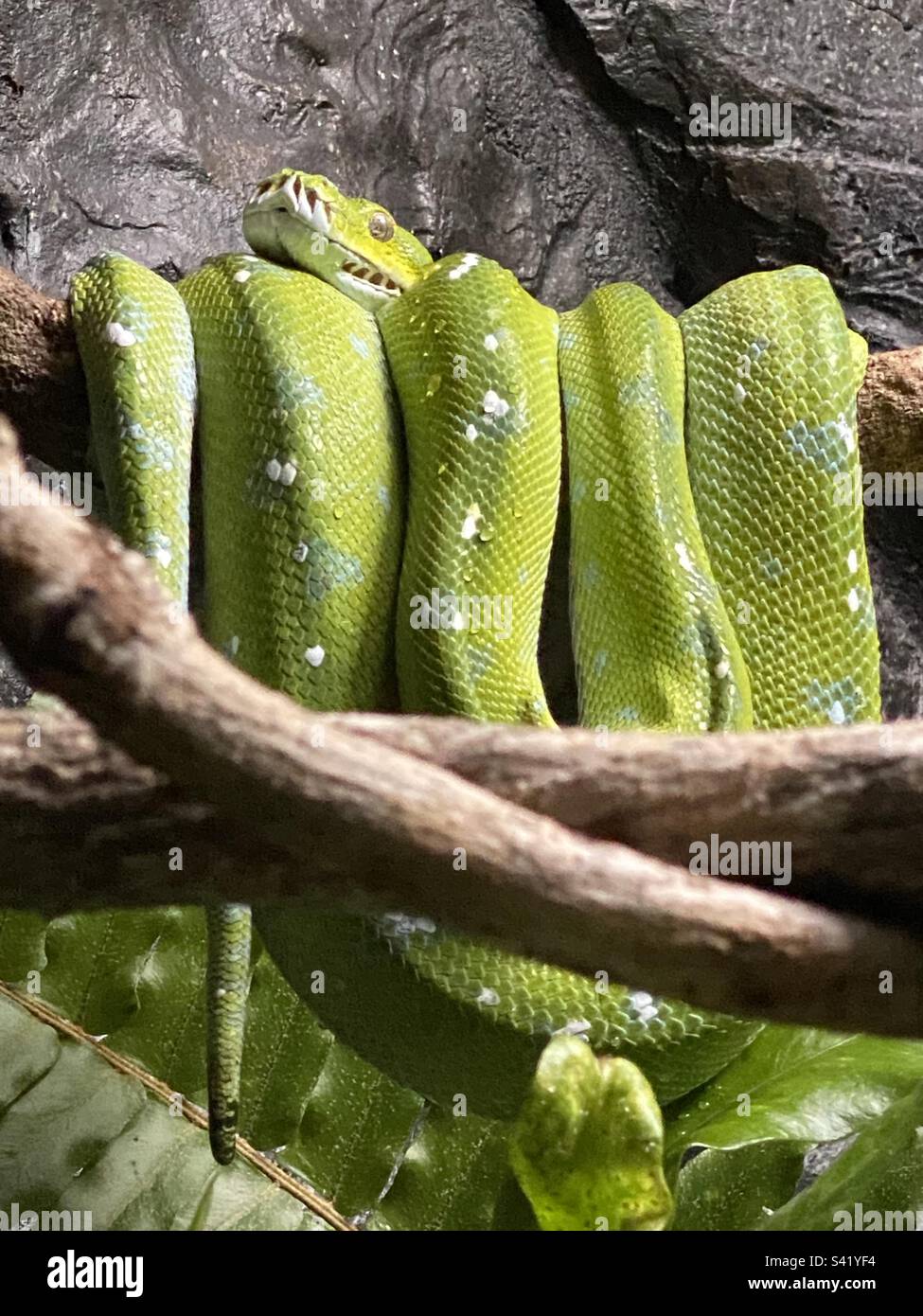 Gorgeous Green Python, Morelia Viridis, Australia Stock Photo - Alamy