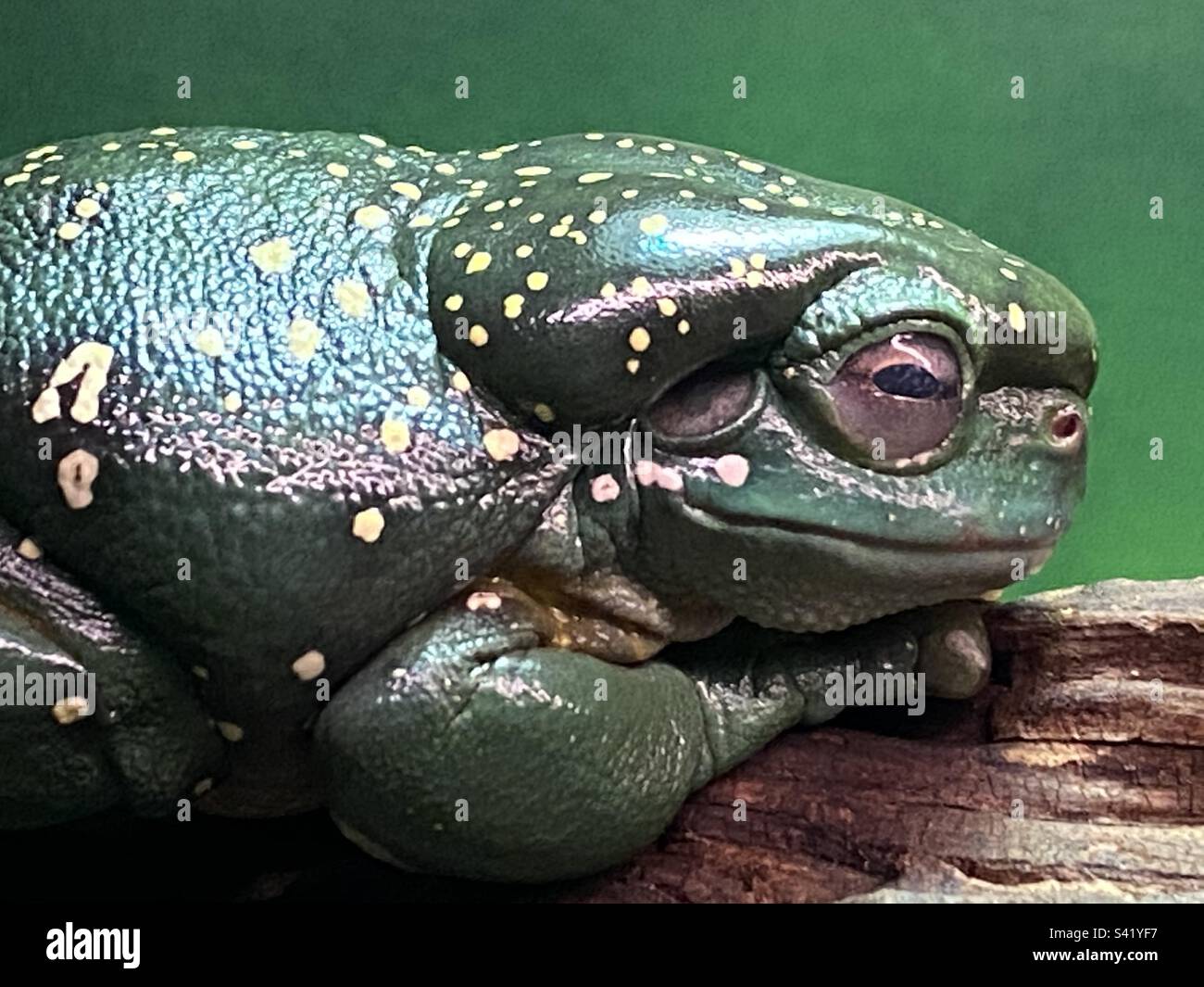 Magnificent tree frog (Ranoidea splendida) from Northern and Western Australia - Smartphone Captured Stock Image