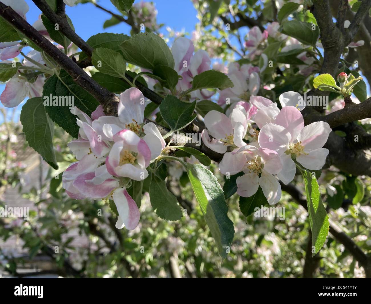 Apple blossom time Stock Photo