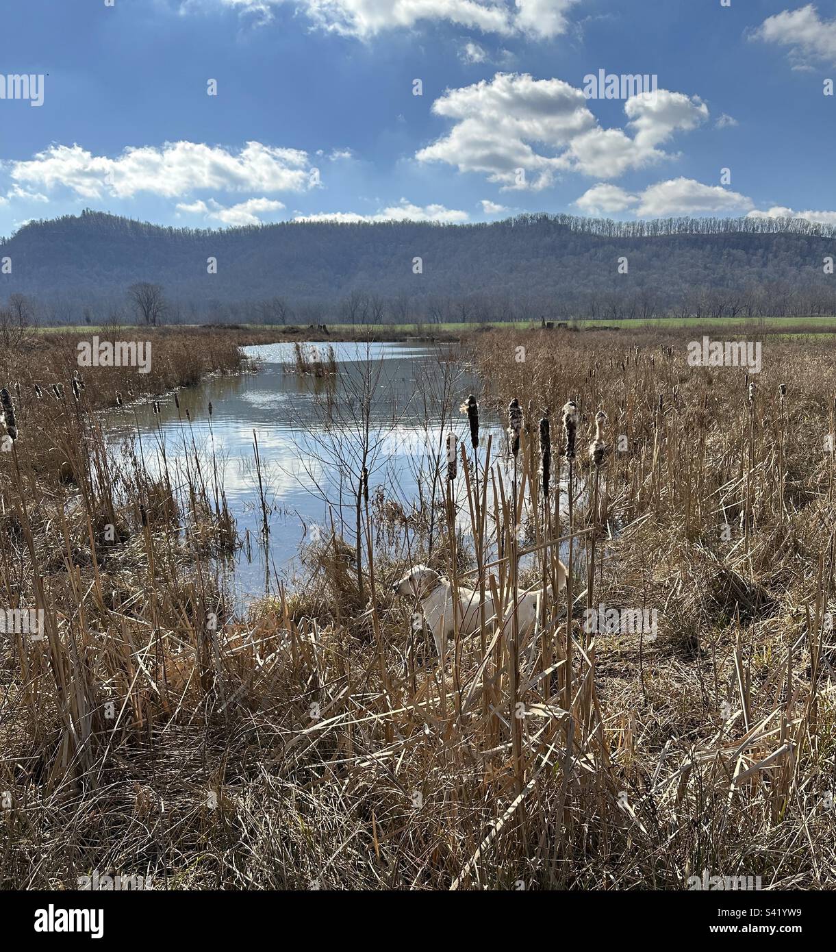 Labrador Marsh Marsh dog hi-res stock photography and images - Alamy