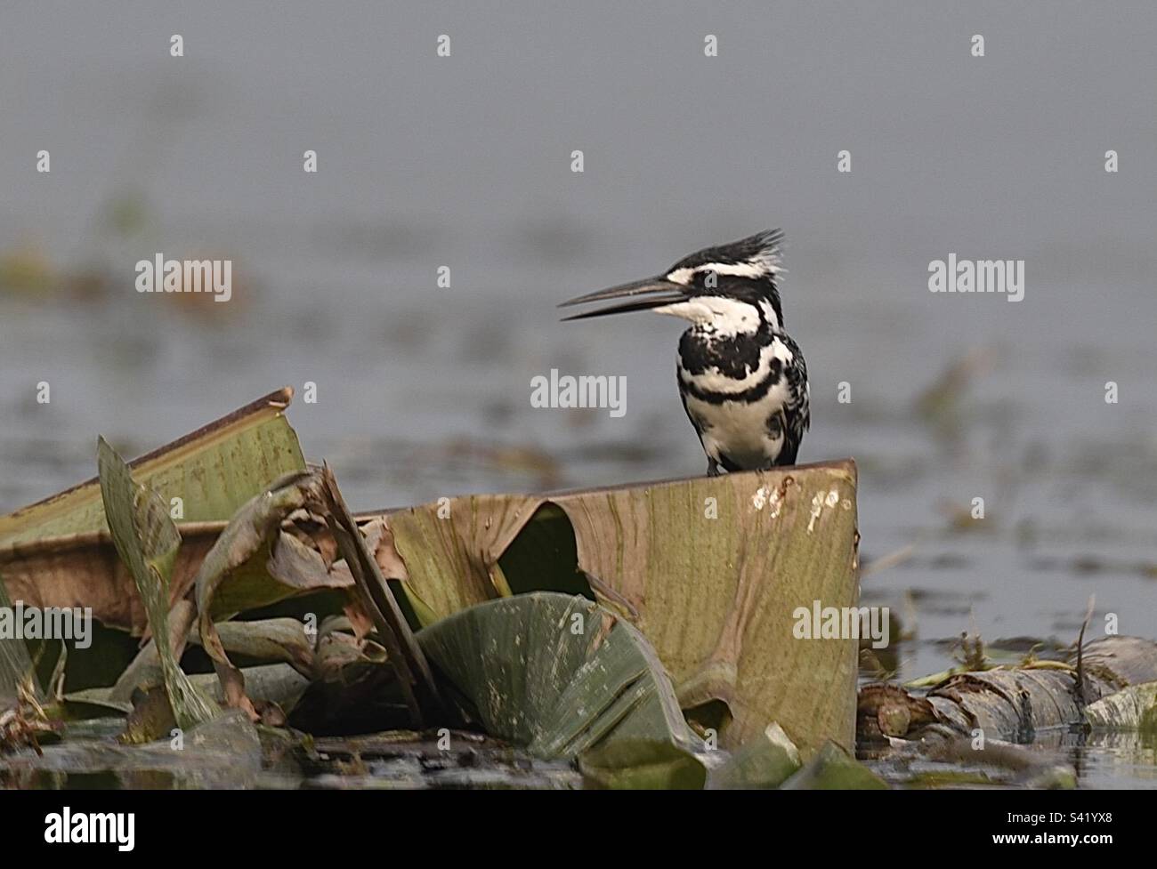 Pied Kingfisher at Gajaldoba,jalpaiguri,West Bengal - Smartphone Captured Stock Image