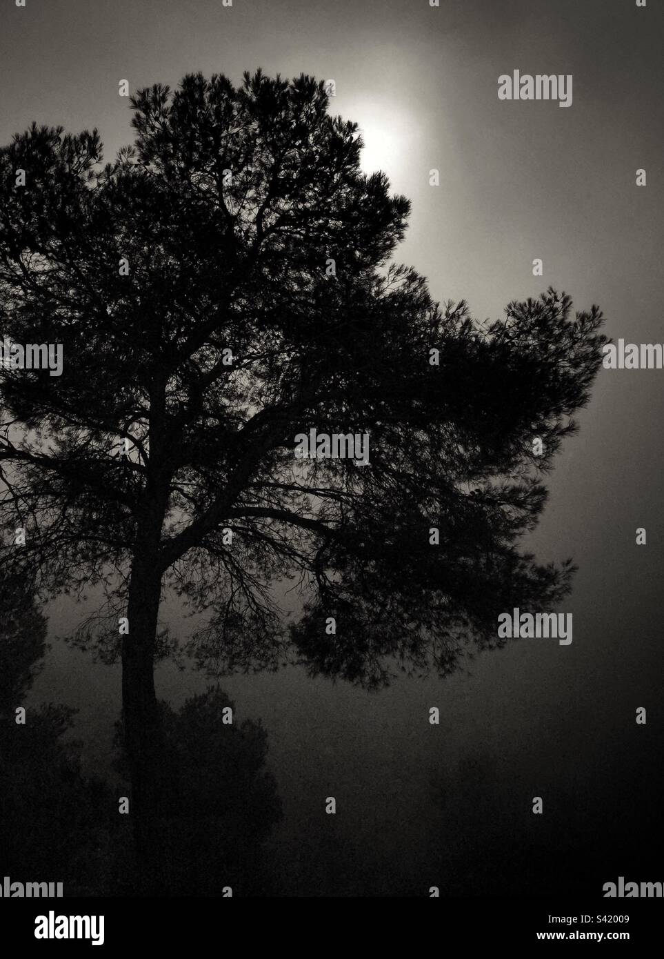 Foggy pine tree, Catalonia, Spain. - Smartphone Captured Stock Image