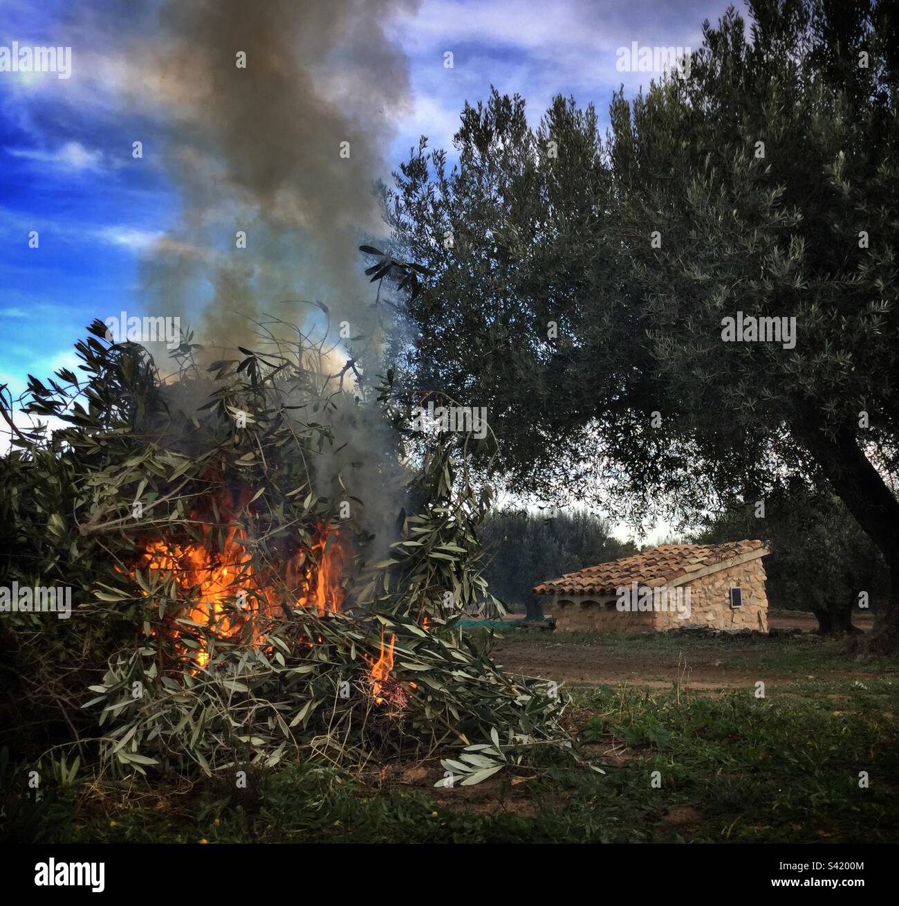 Olive grove bonfire, Catalonia, Spain. - Smartphone Captured Stock Image