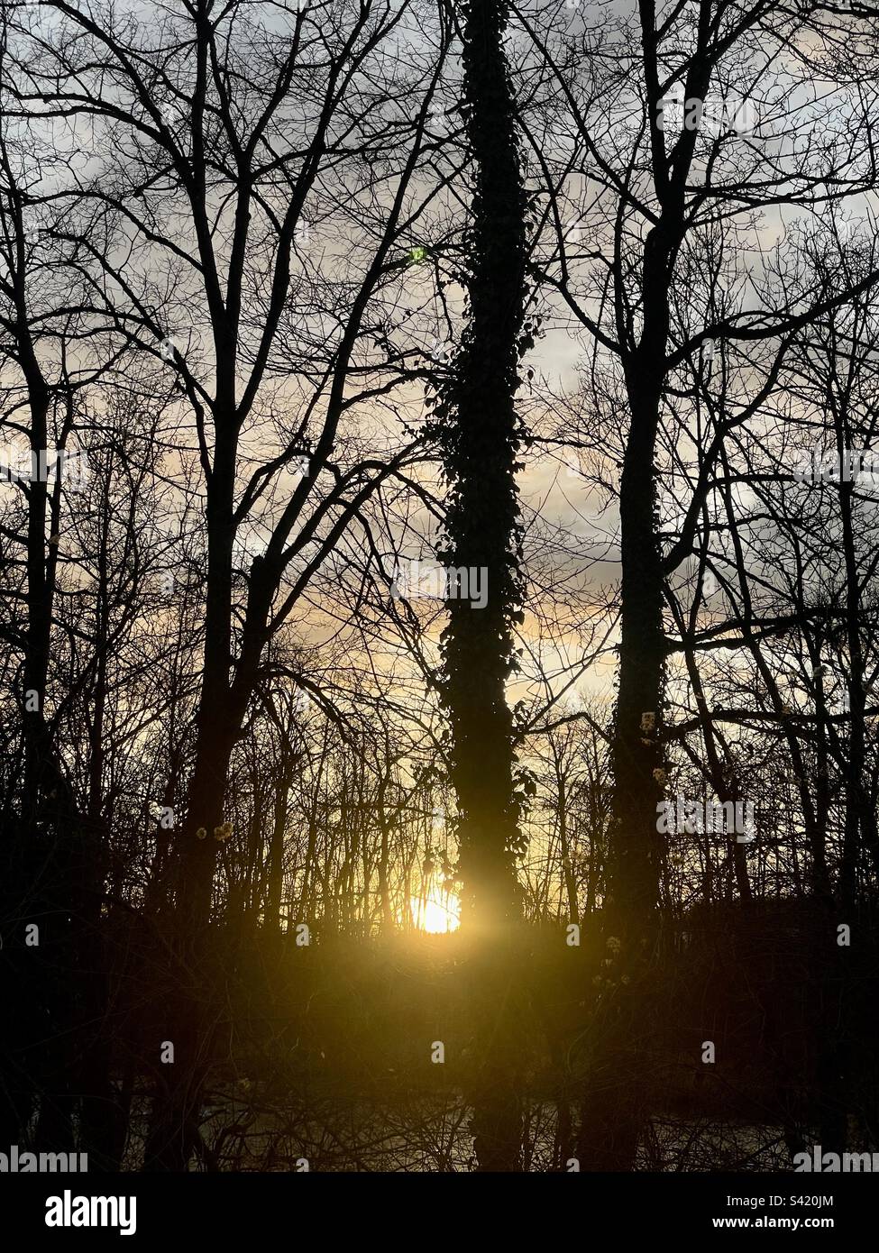 Sonnenuntergang durch Bäume - Smartphone Captured Stock Image