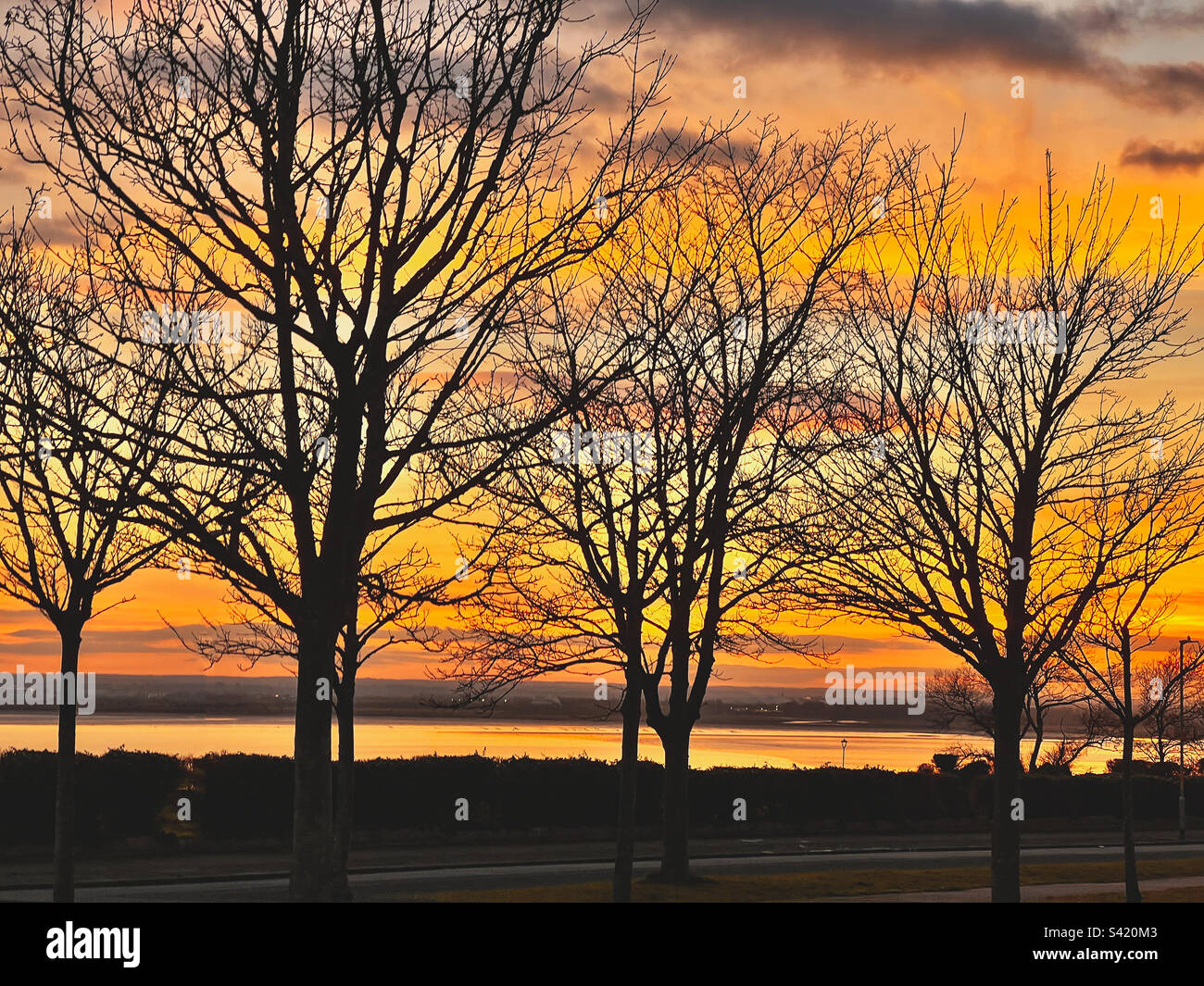 Golden sunset over a bay of water. Winter trees in silhouette are in the foreground - Smartphone Captured Stock Image