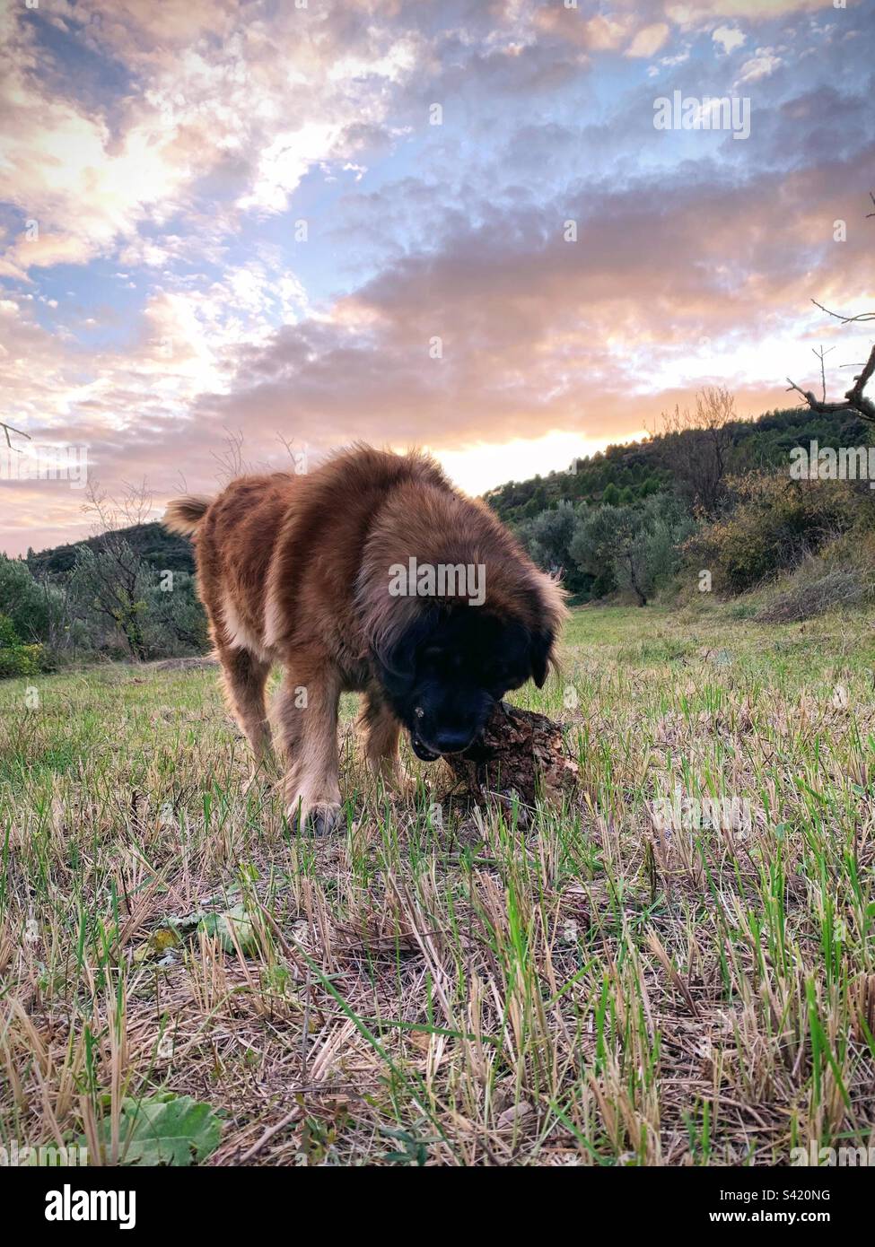 Dog with wood hires stock photography and images Alamy