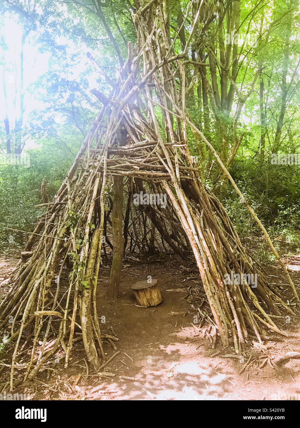 Den of branches in the woods - Smartphone Captured Stock Image