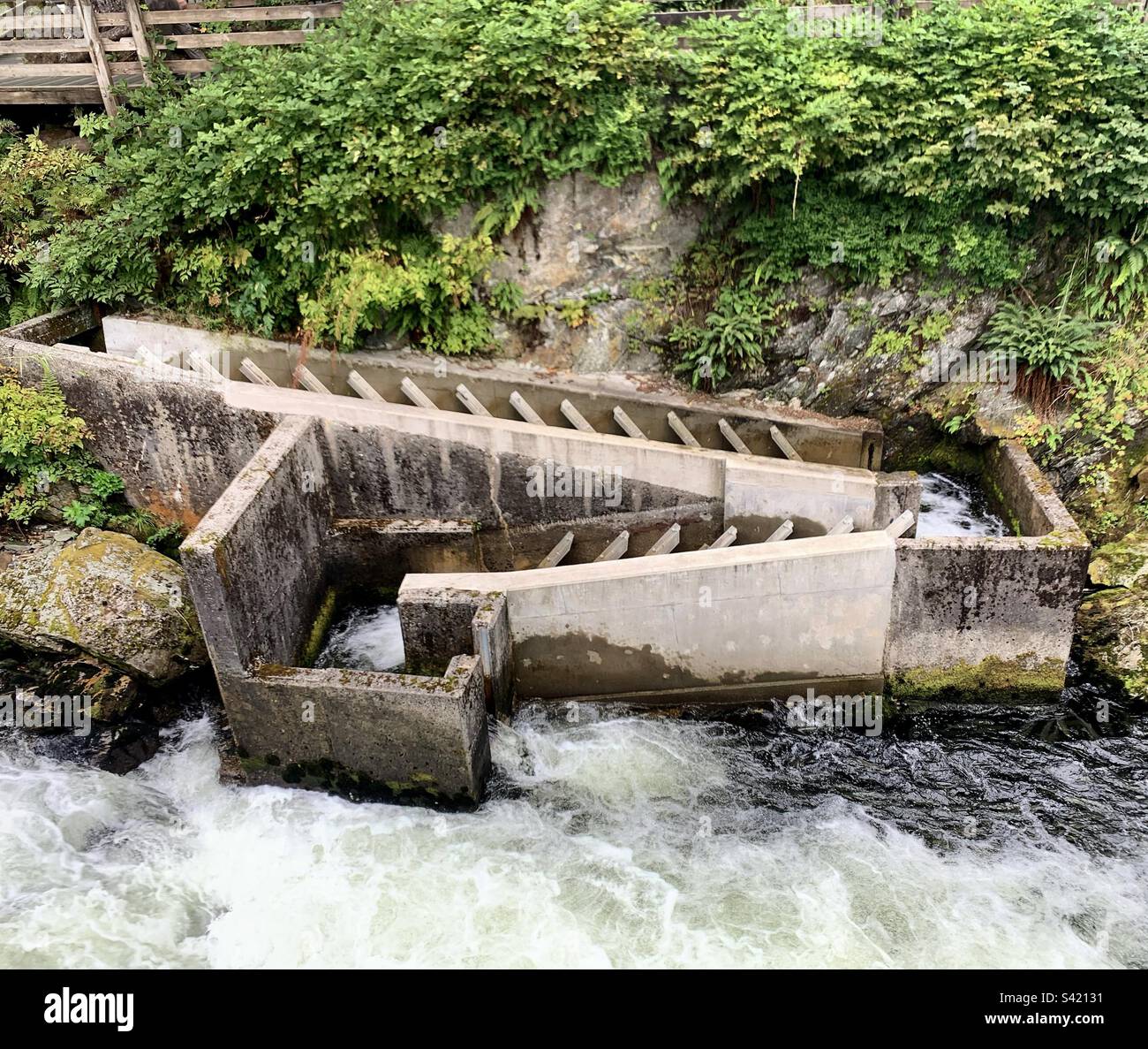 August, 2022, Salmon Ladder, Ketchikan Creek, Ketchikan, Alaska, United