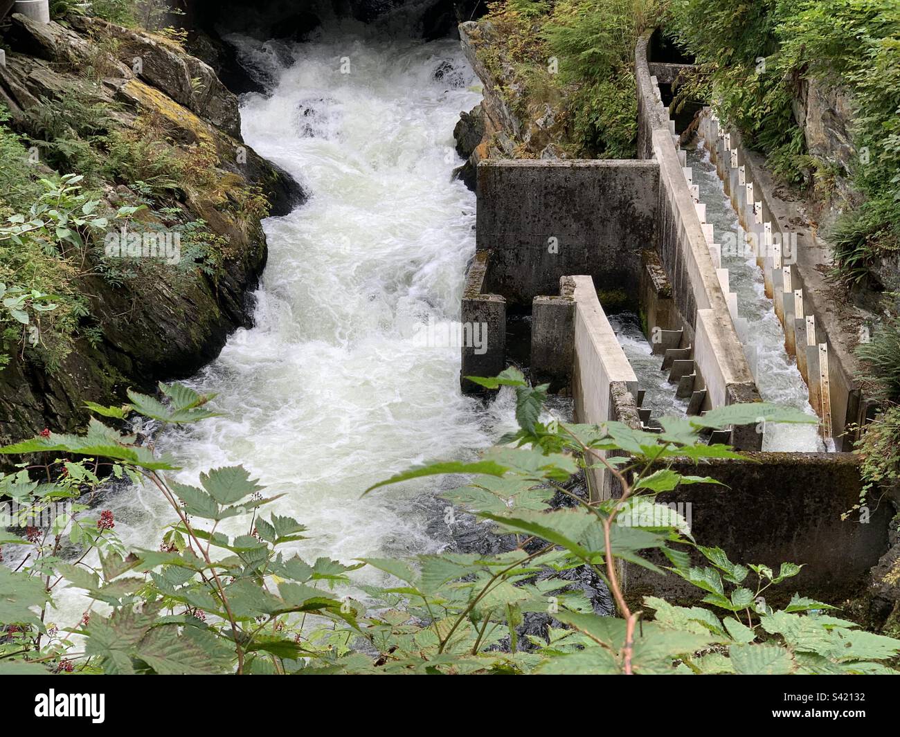 August, 2022, Salmon Ladder, Ketchikan Creek, Ketchikan, Alaska, United
