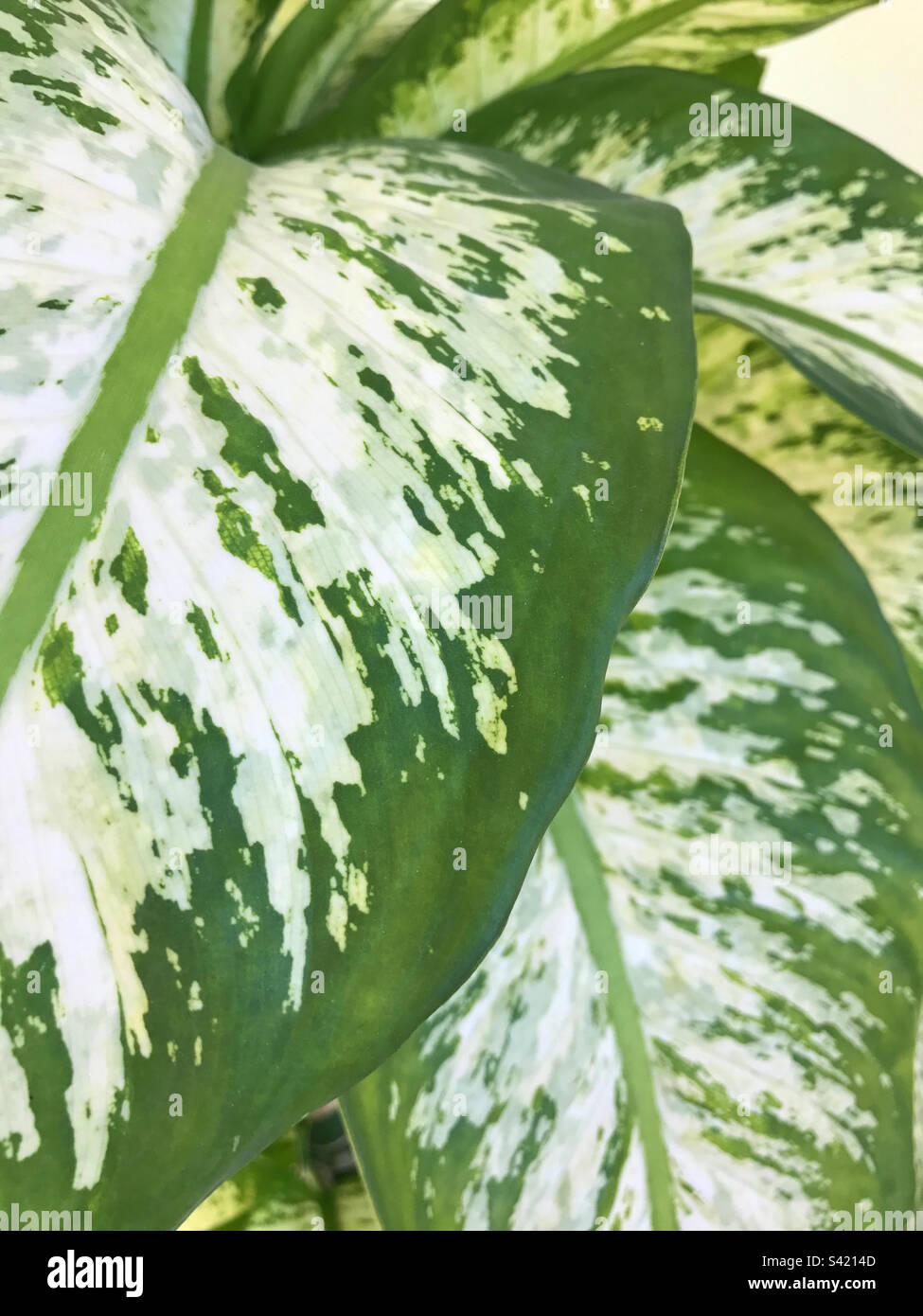 Leaves - Smartphone Captured Stock Image