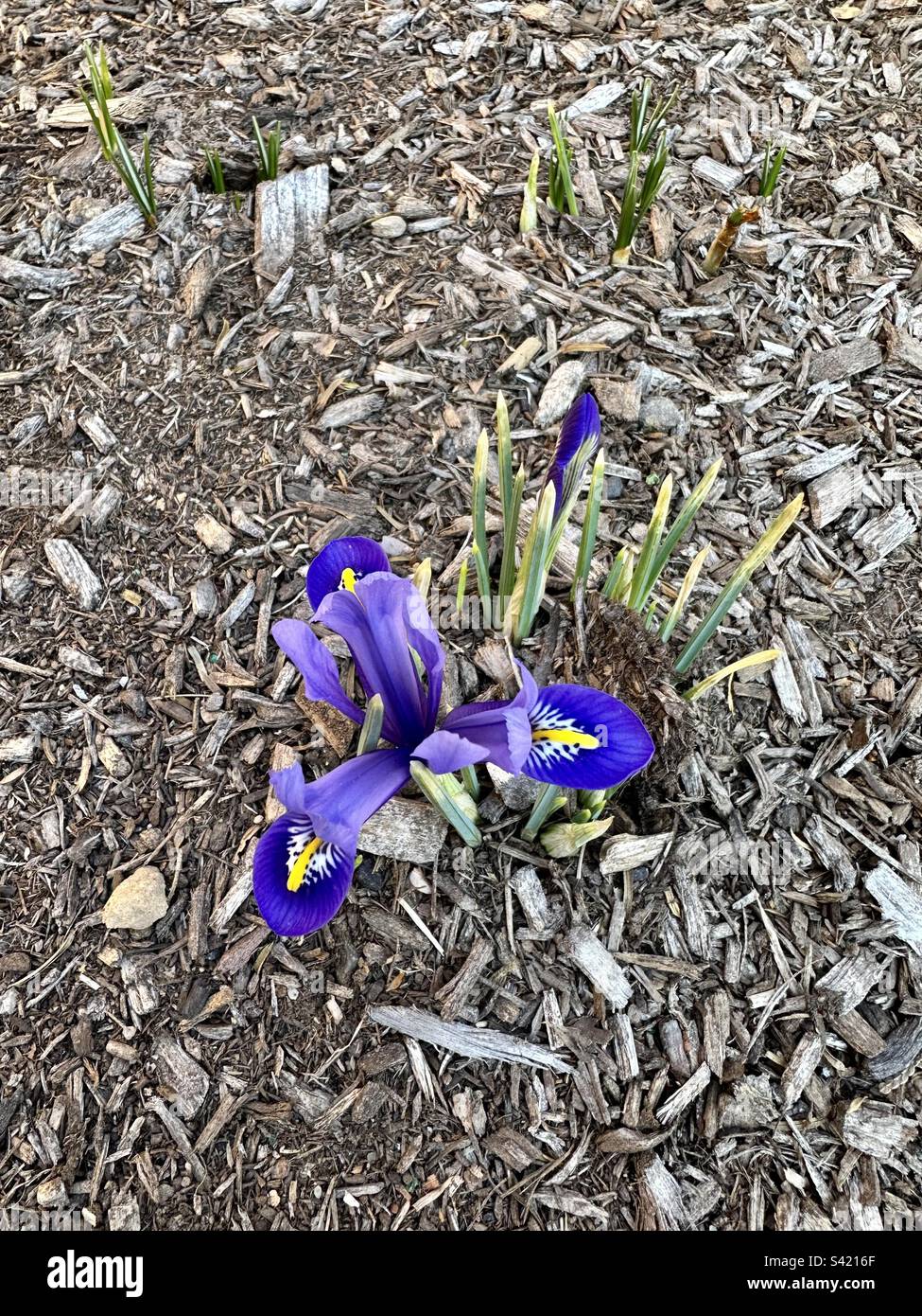 Small, violet iris, blooming amidst the mulch in a small, New England garden Stock Photo