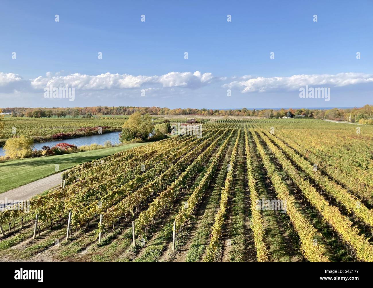 A vineyard in the afternoon sun. - Smartphone Captured Stock Image