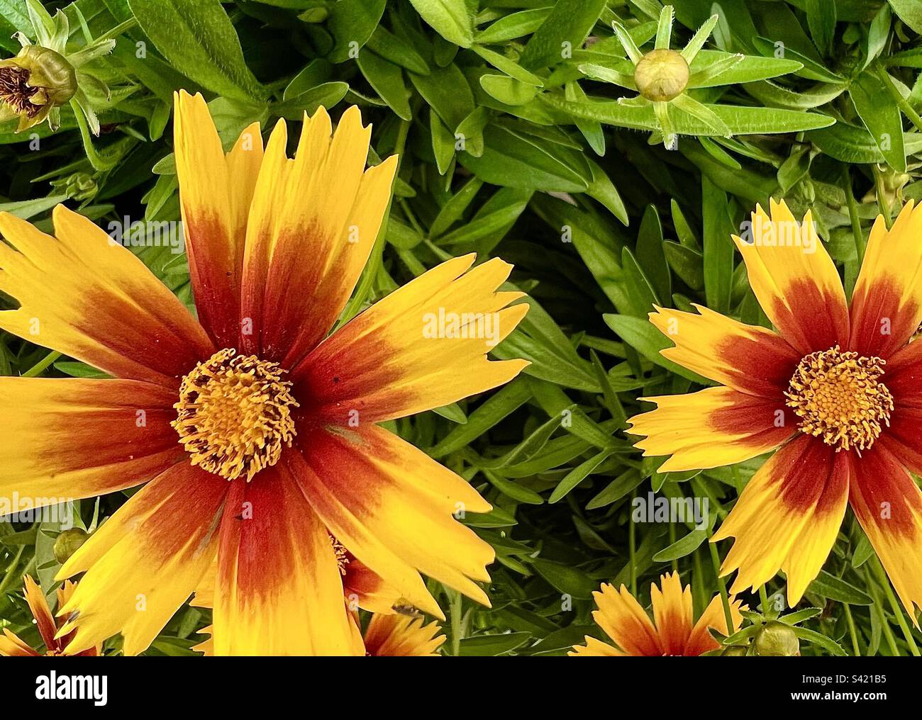 Two Toned Colored Flowers Stock Photo