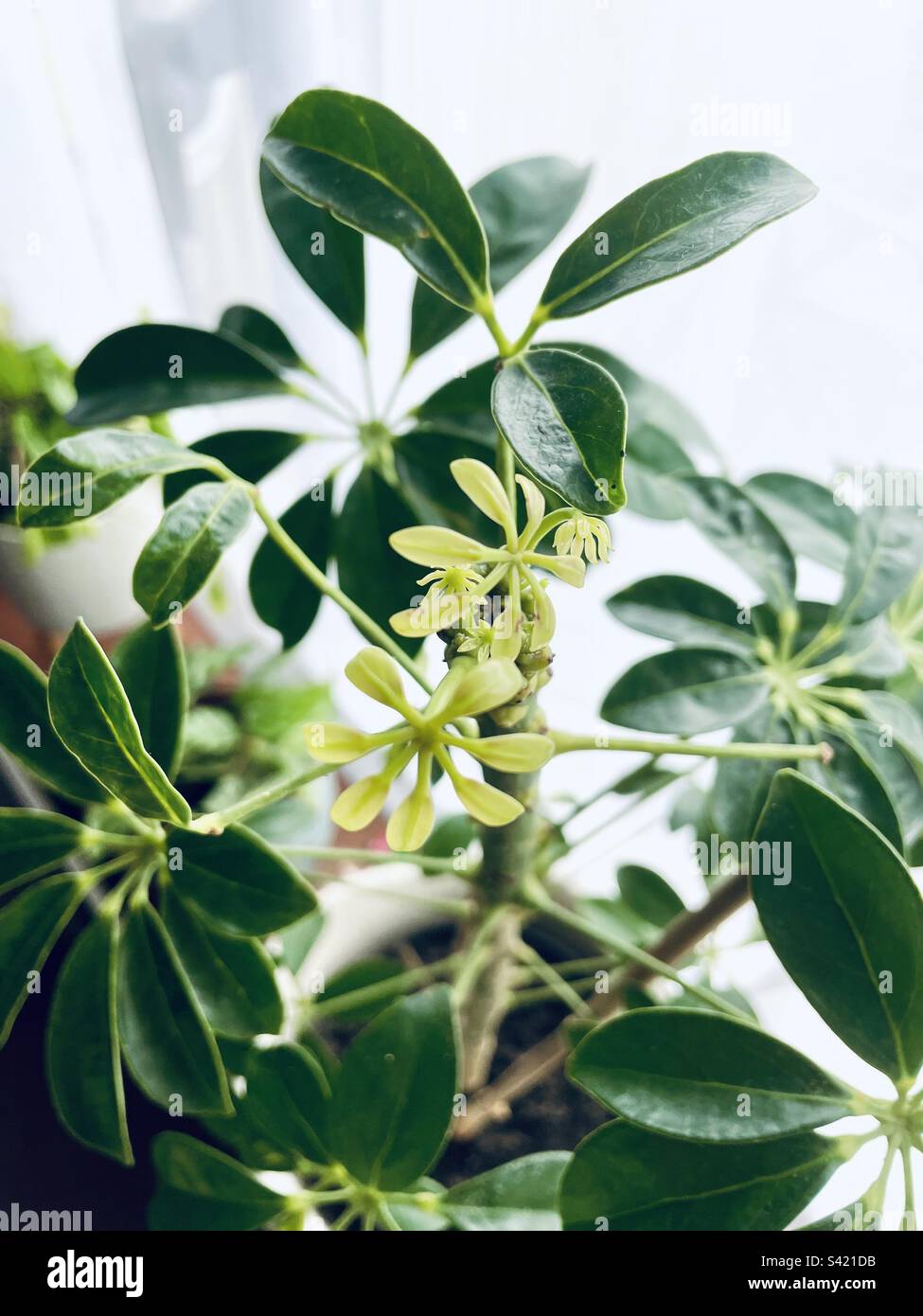 Umbrella tree hires stock photography and images Alamy