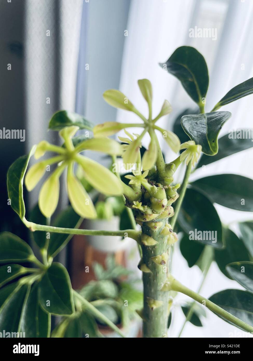 New cluster of leaves growing on an umbrella tree houseplant Stock