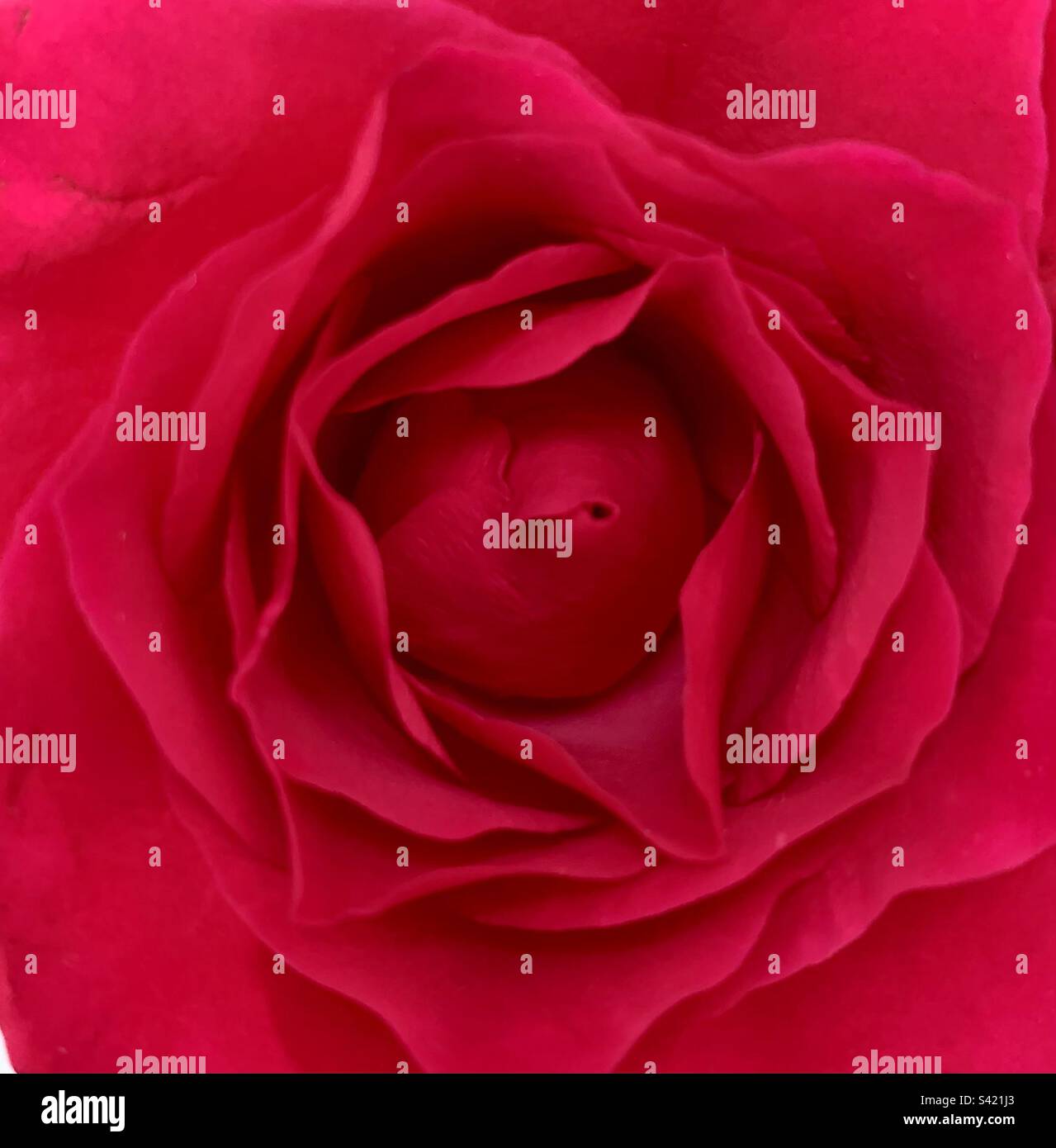 Centre of a red rose - Smartphone Captured Stock Image