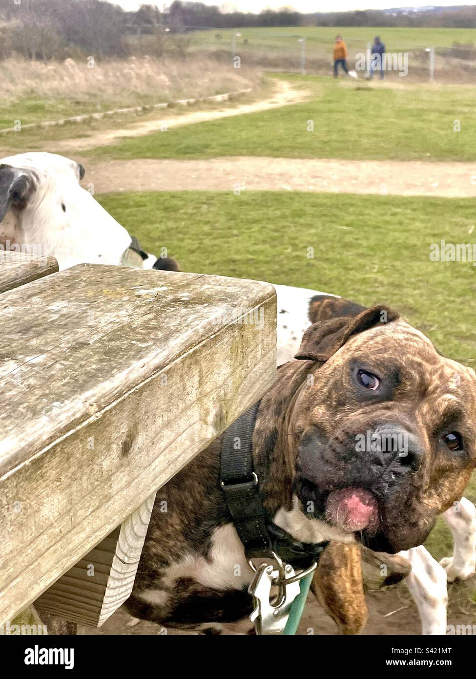 Dog playing hide and seek Stock Photo Alamy