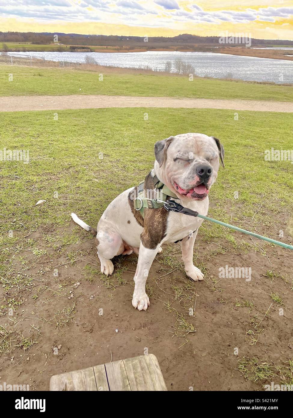 Dog with his eyes shut Stock Photo Alamy