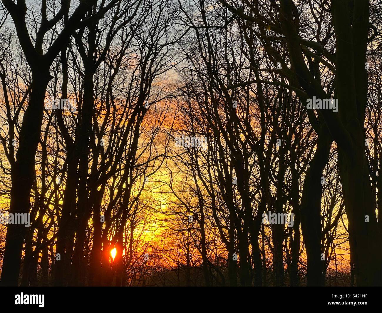 Sunset through winter woodland trees Stock Photo