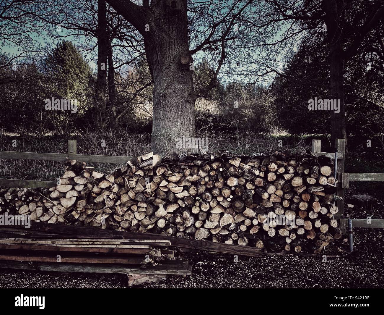 Woodpile - Smartphone Captured Stock Image