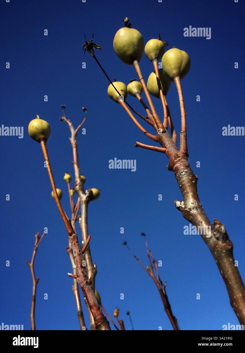 Pears on a tree in winter, Catalonia, Spain. - Smartphone Captured Stock Image