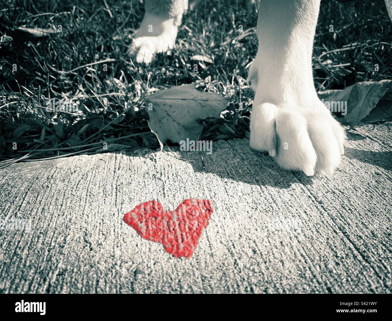 Love is having a best friend with paws Stock Photo