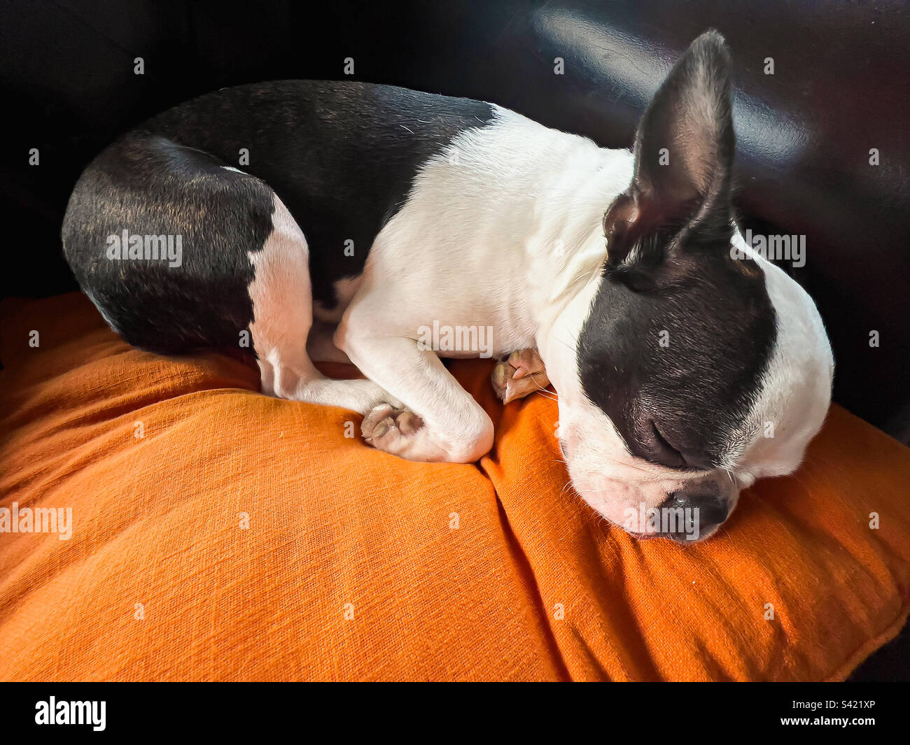 Boston Terrier curled up asleep on an orange cushion - Smartphone Captured Stock Image