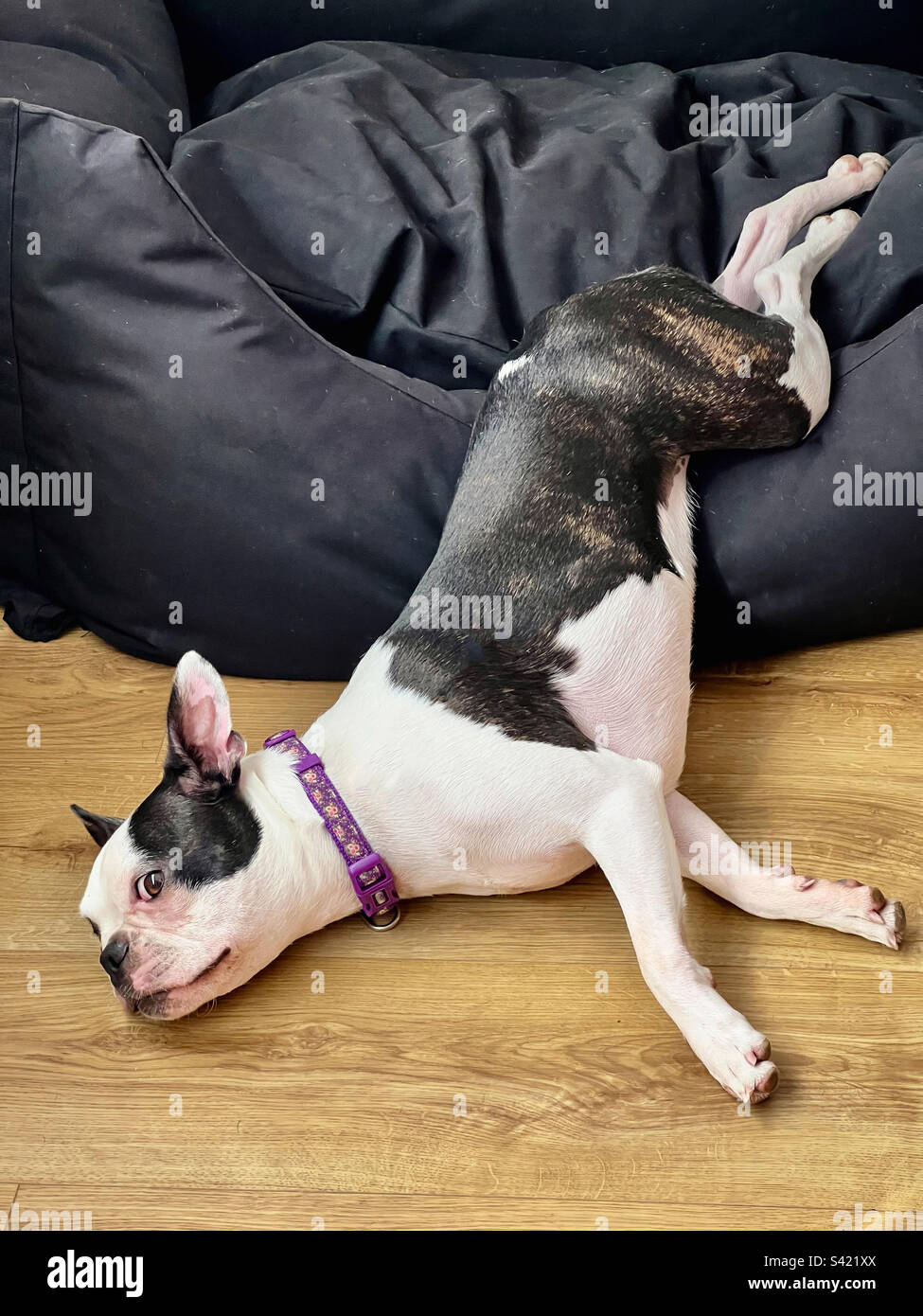 Boston Terrier lying down half in and half out of a pet bed. She is looking up at the camera. - Smartphone Captured Stock Image