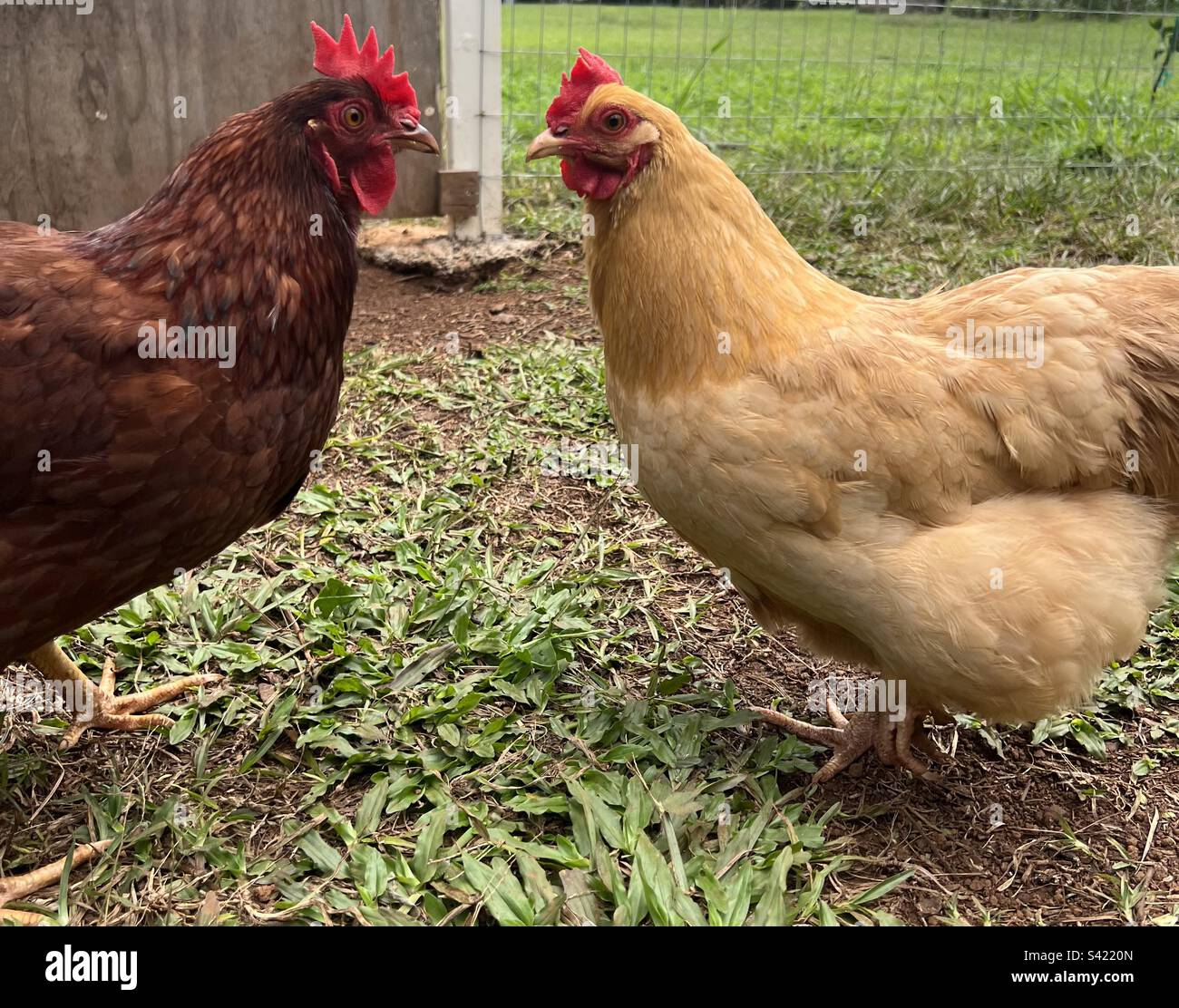 Two chickens in a conversation Stock Photo Alamy
