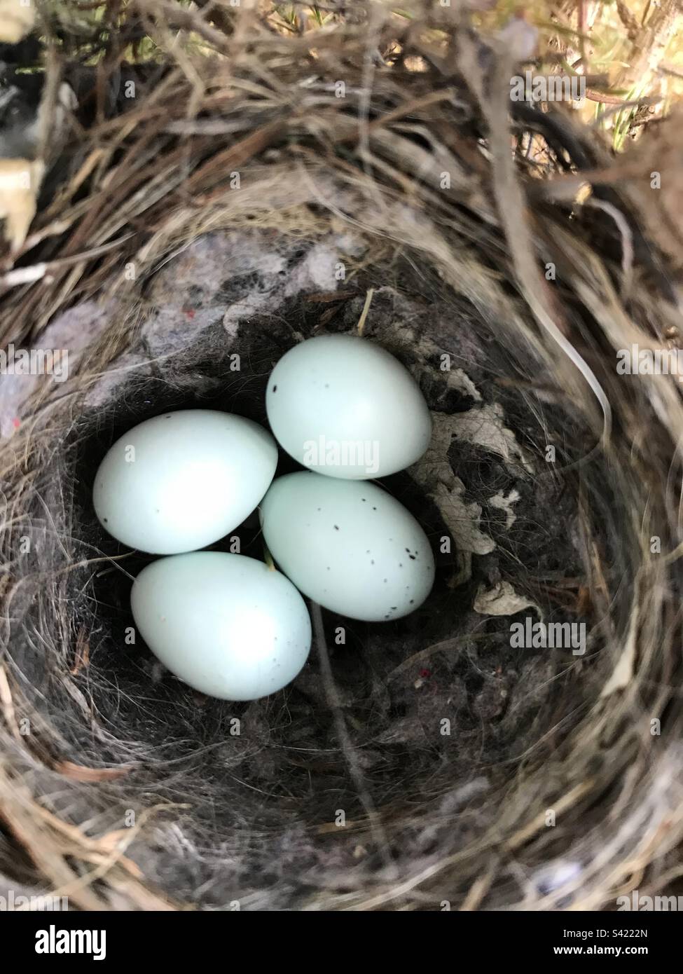 4 Robins Eggs Waiting to Hatch Stock Photo Alamy