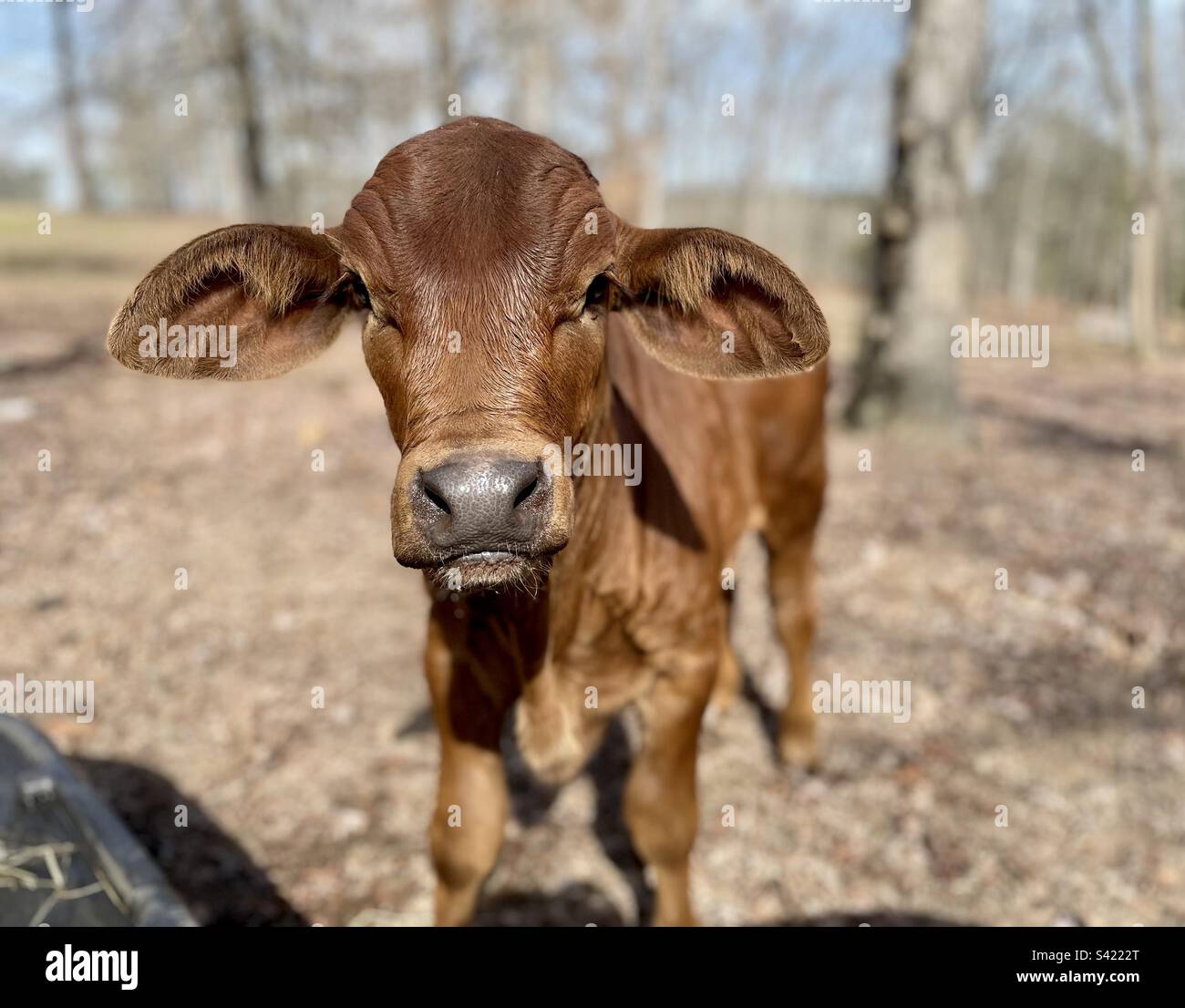 Newest calf at the water trough. This was our first time to meet. He was just as curious as I. Stock Photo