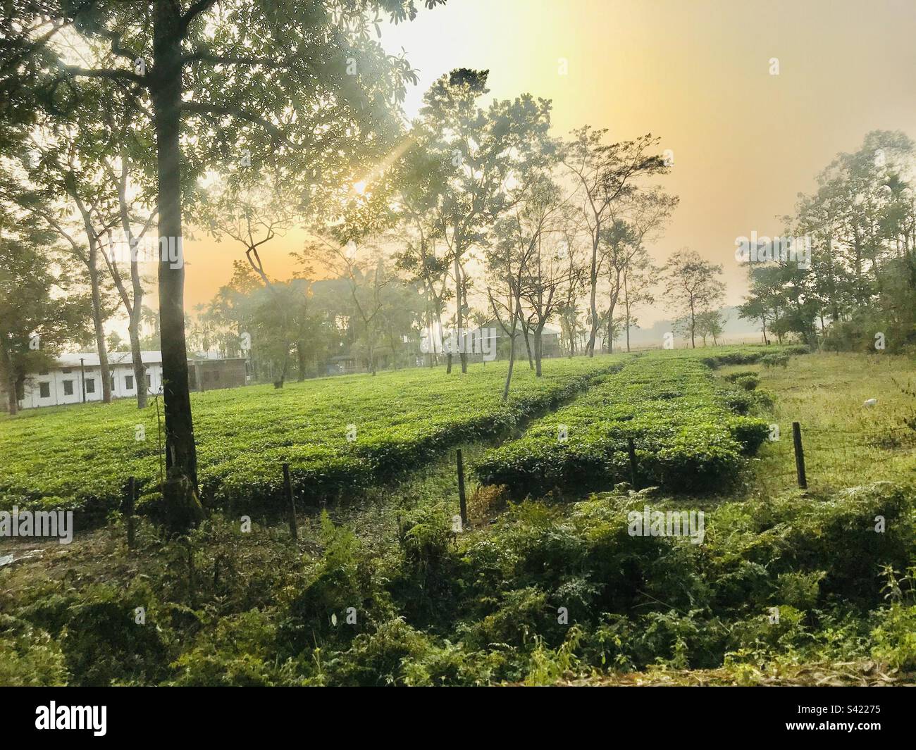 Assam and its world famous Tea Stock Photo Alamy