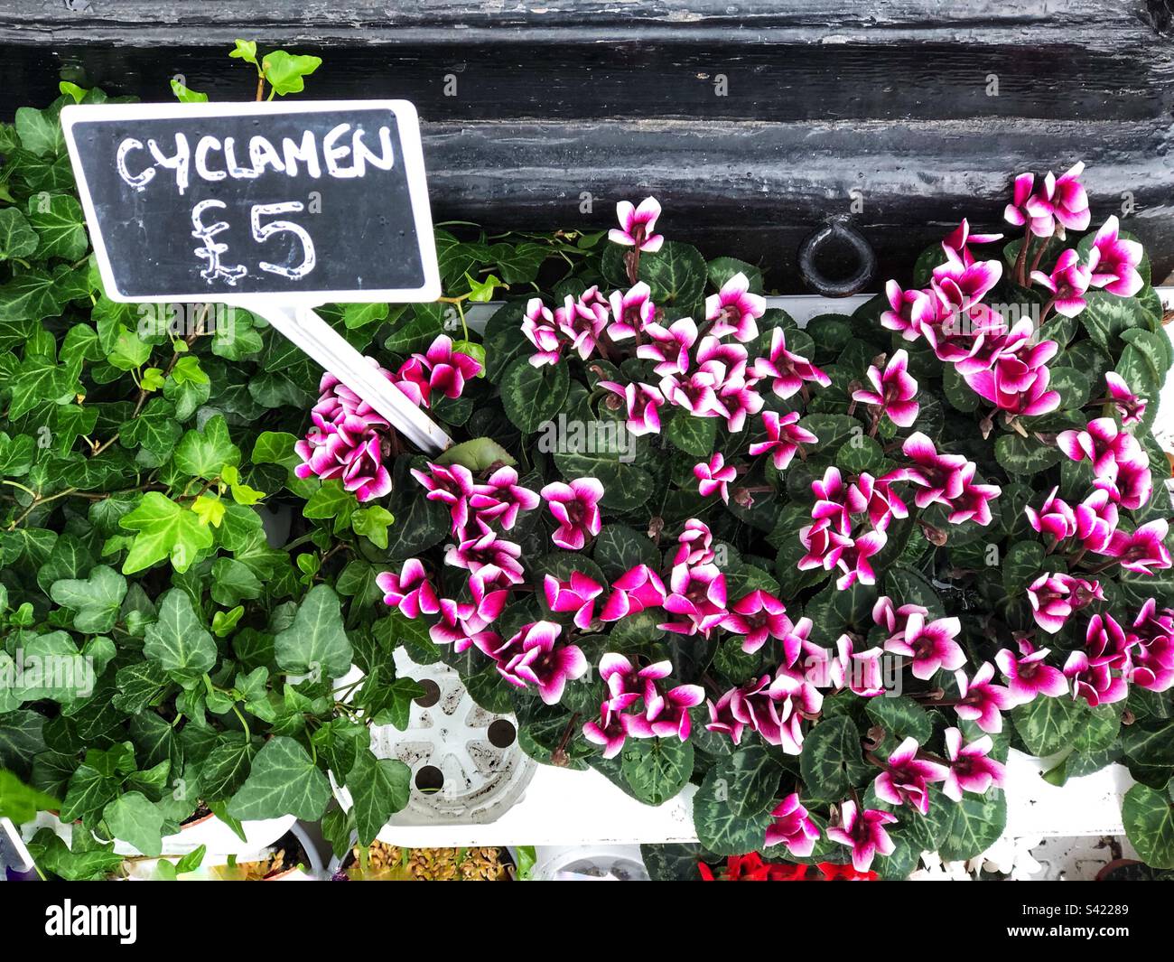 Cyclamen pots priced up for sale at florist with purple flower varieties Stock Photo