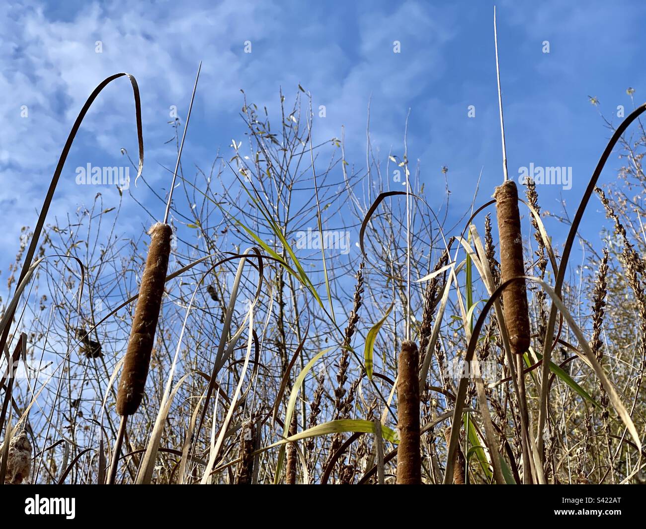 Wild cattail reeds in autumn in the grass against the background of trees and sky. - Smartphone Captured Stock Image
