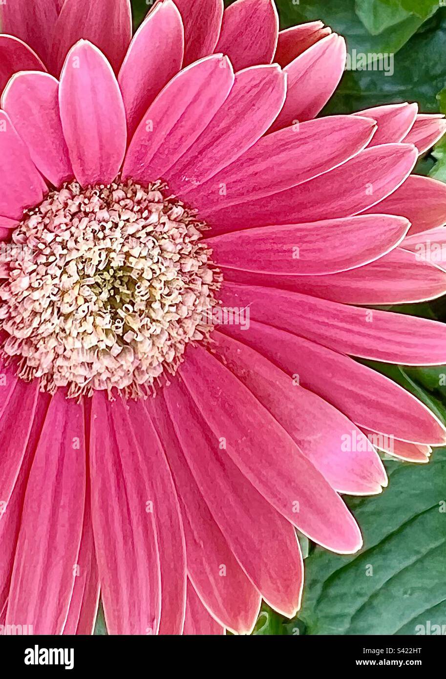 Pink Barberton Daisy Closeup Stock Photo Alamy