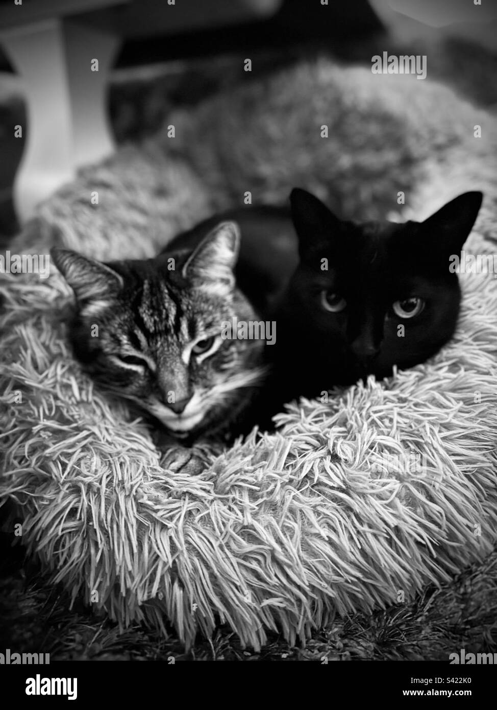 Two Cats Are Better Than One Stock Photo Alamy